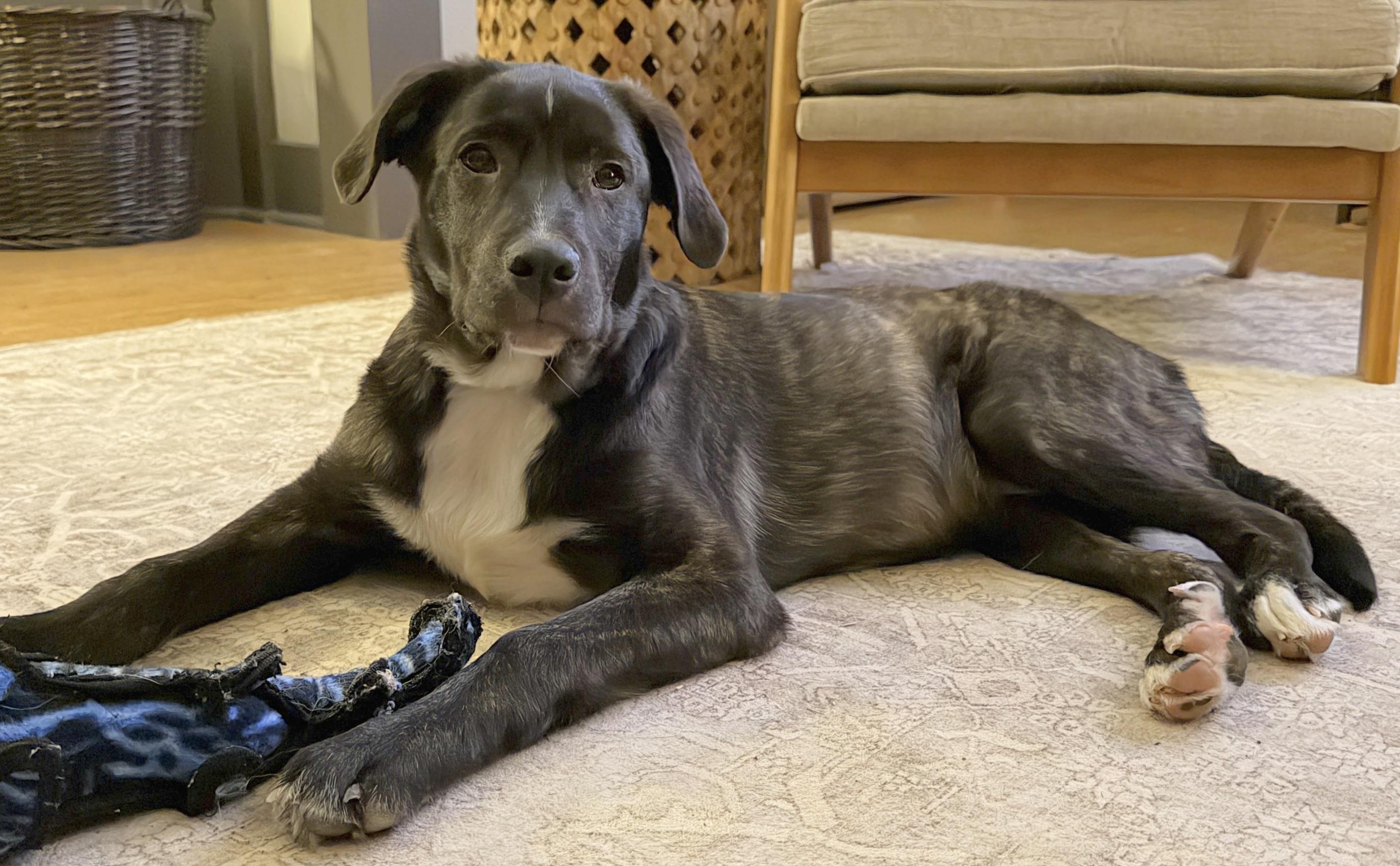 Enlarge Thorne, an adopted mixed breed in Silvana, WA image 2/6