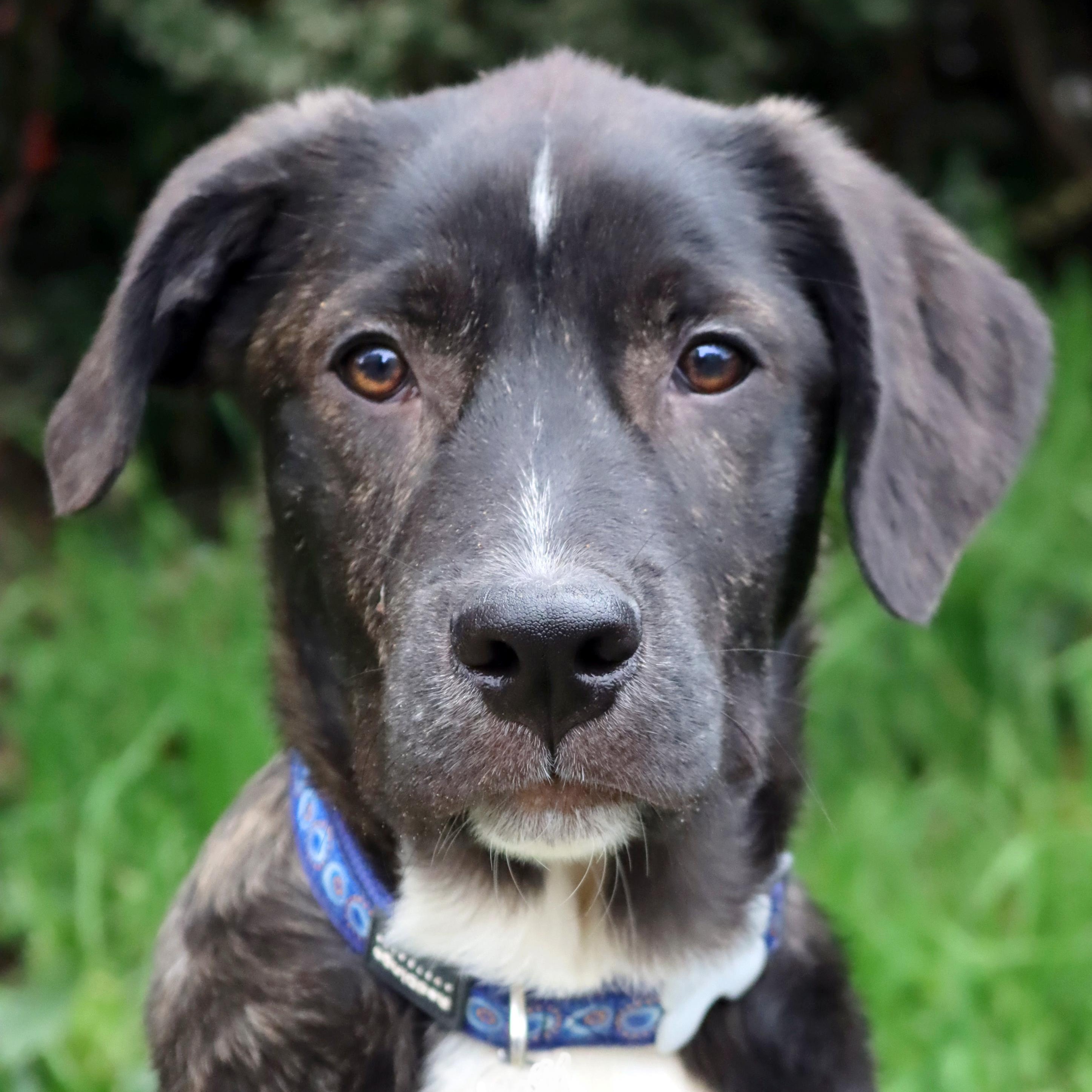 Thorne, adopted, Puppy Male Border Collie & American Staffordshire Terrier.