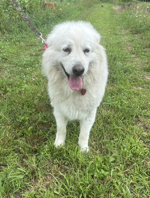 Sugar Honey, Adoptable, Senior Female Great Pyrenees.