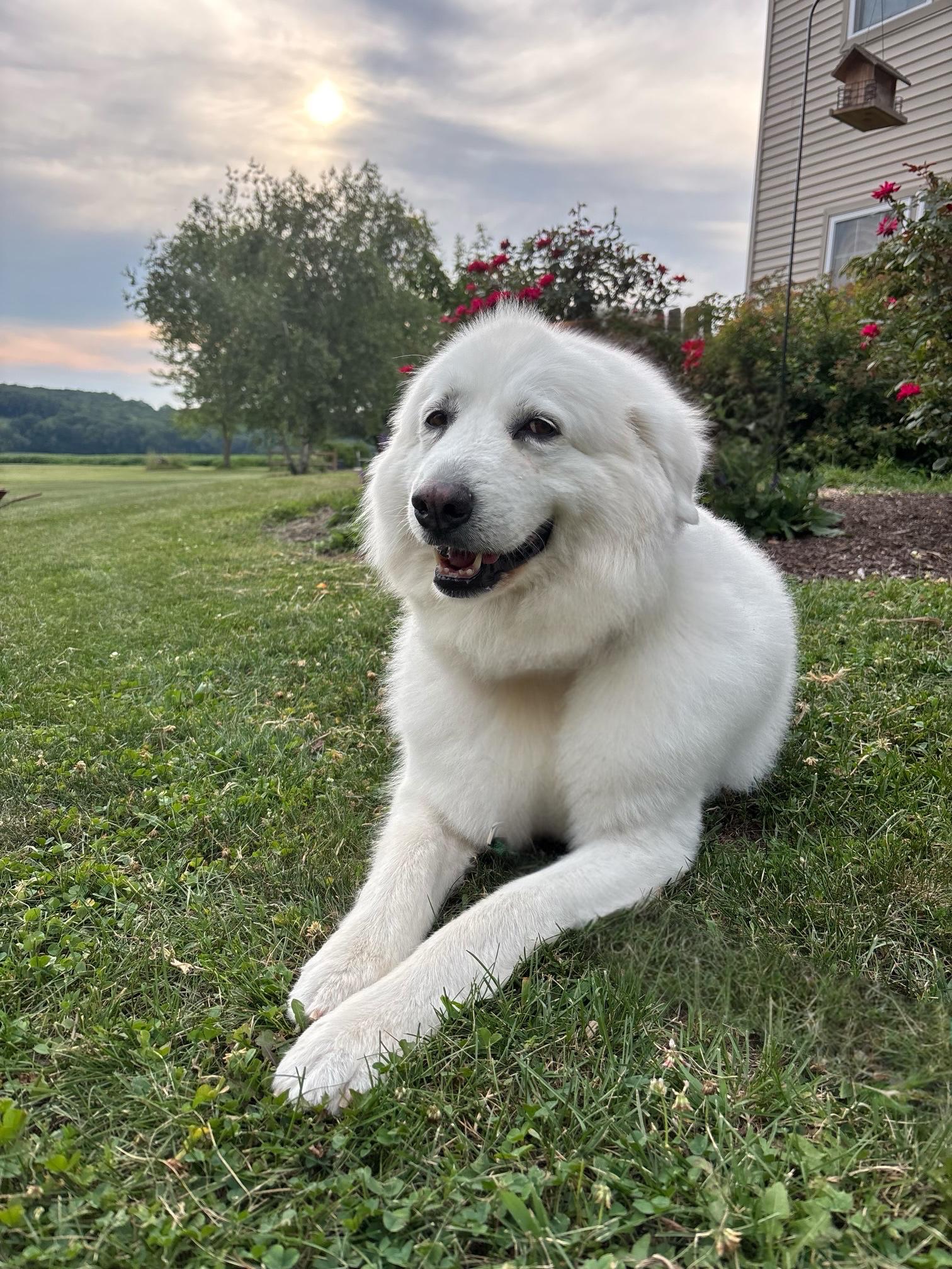 Enlarge Sugar Honey, a Adoptable Great Pyrenees in Berwick, PA image 2/3