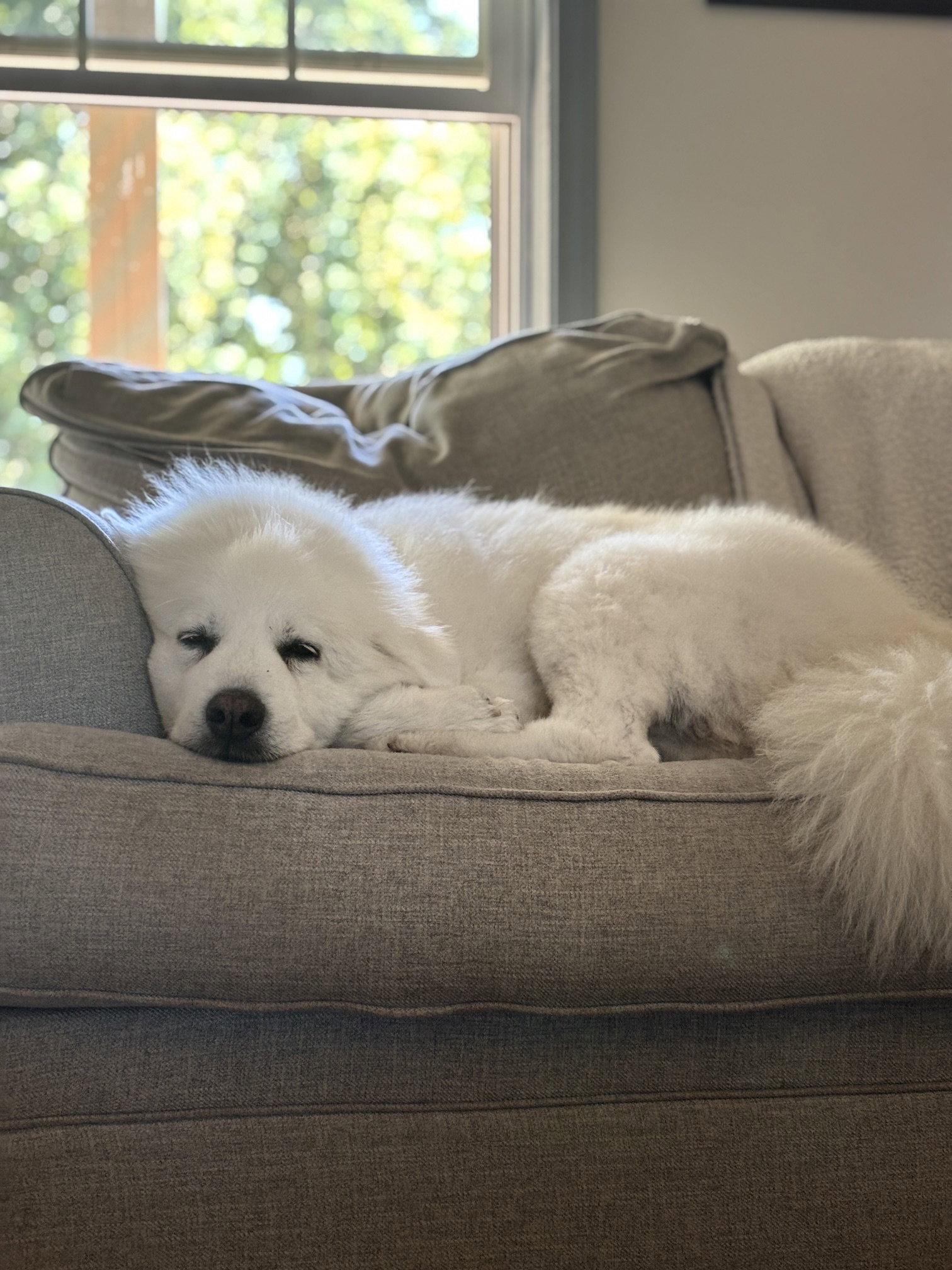 Enlarge Sugar Honey, a Adoptable Great Pyrenees in Berwick, PA image 3/3