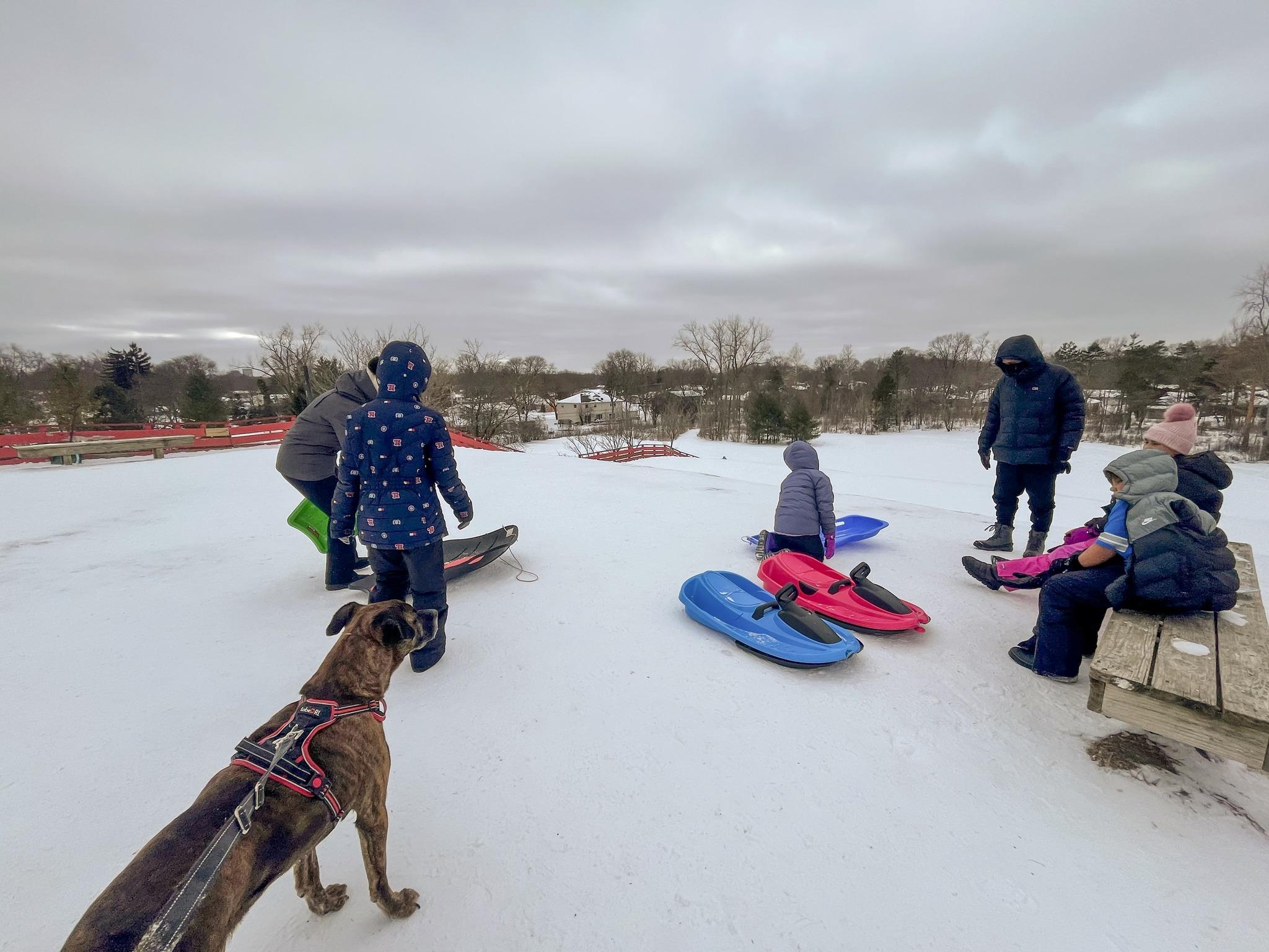 Enlarge ROMAN- Needs a foster/forever home!, a Adoptable mixed breed in Birmingham, MI image 6/6