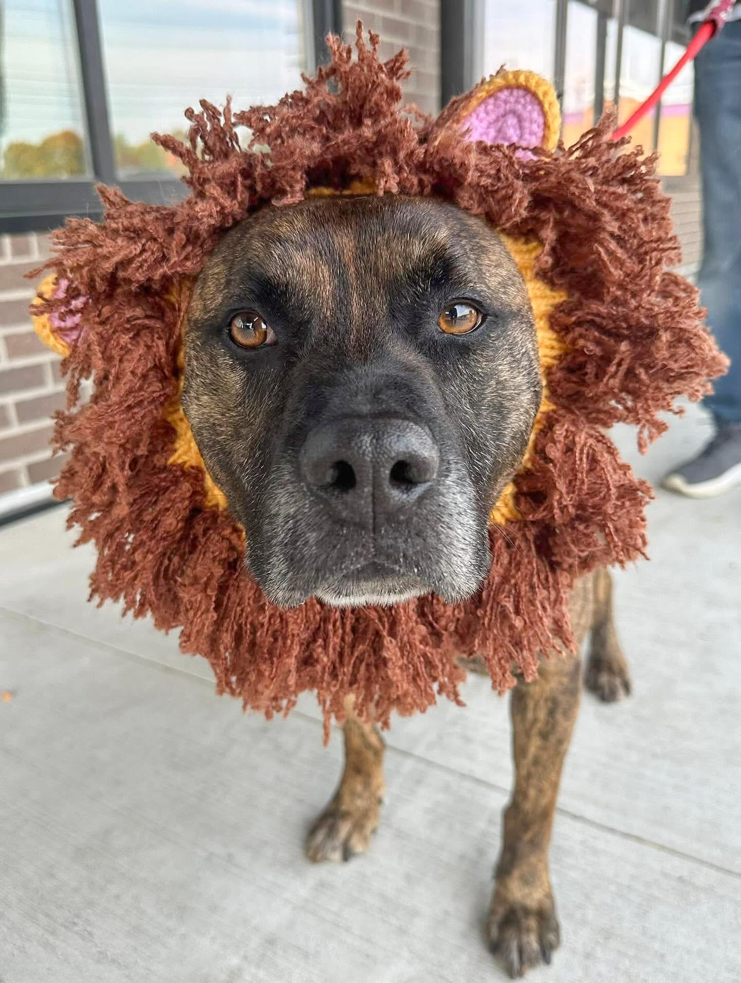 ROMAN- Needs a foster/forever home!, an adoptable Labrador Retriever, Terrier in Birmingham, MI, 48012 | Photo Image 5