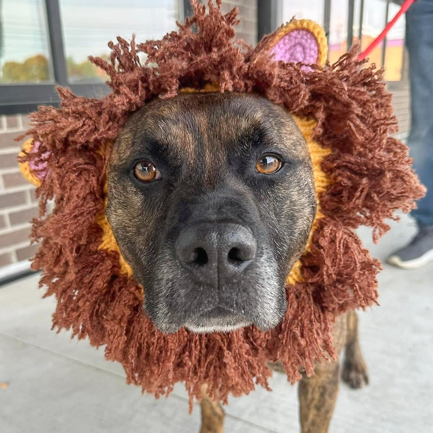 ROMAN- Needs a foster/forever home!, a Adoptable mixed breed in Birmingham, MI image 6/6