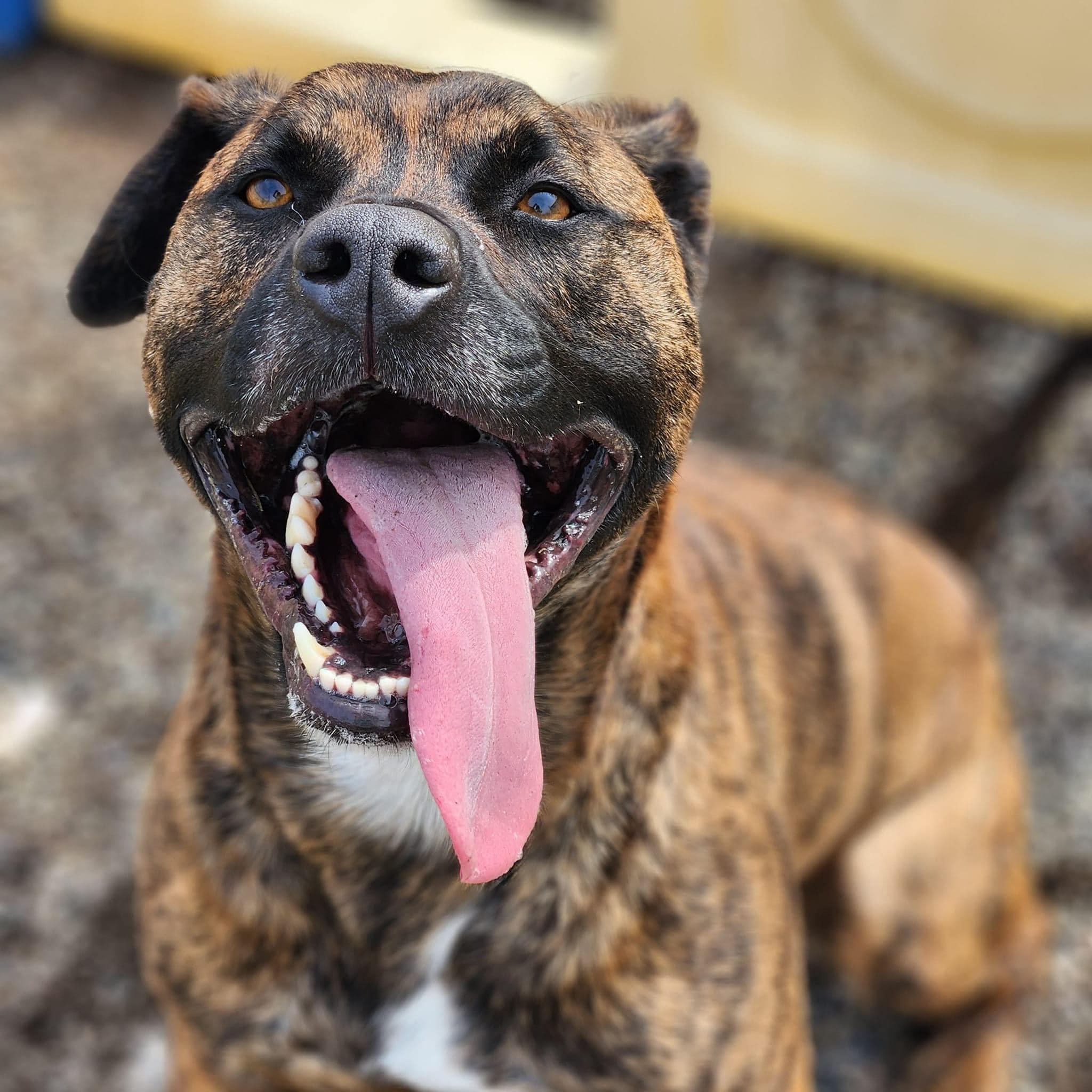 ROMAN- Needs a foster/forever home!, a Adoptable mixed breed in Birmingham, MI image 4/6