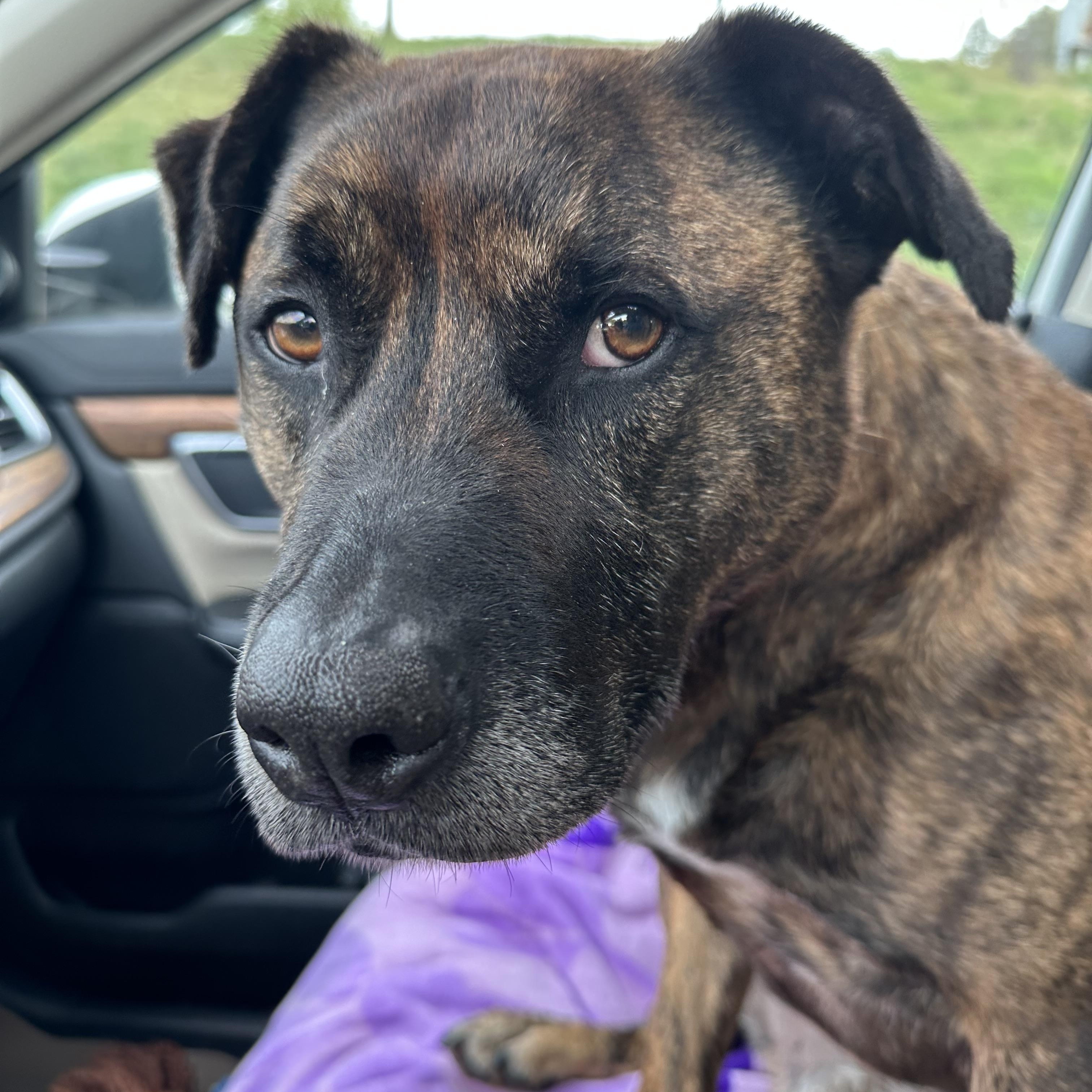 ROMAN- Needs a foster/forever home!, an adoptable Labrador Retriever, Terrier in Birmingham, MI, 48012 | Photo Image 1