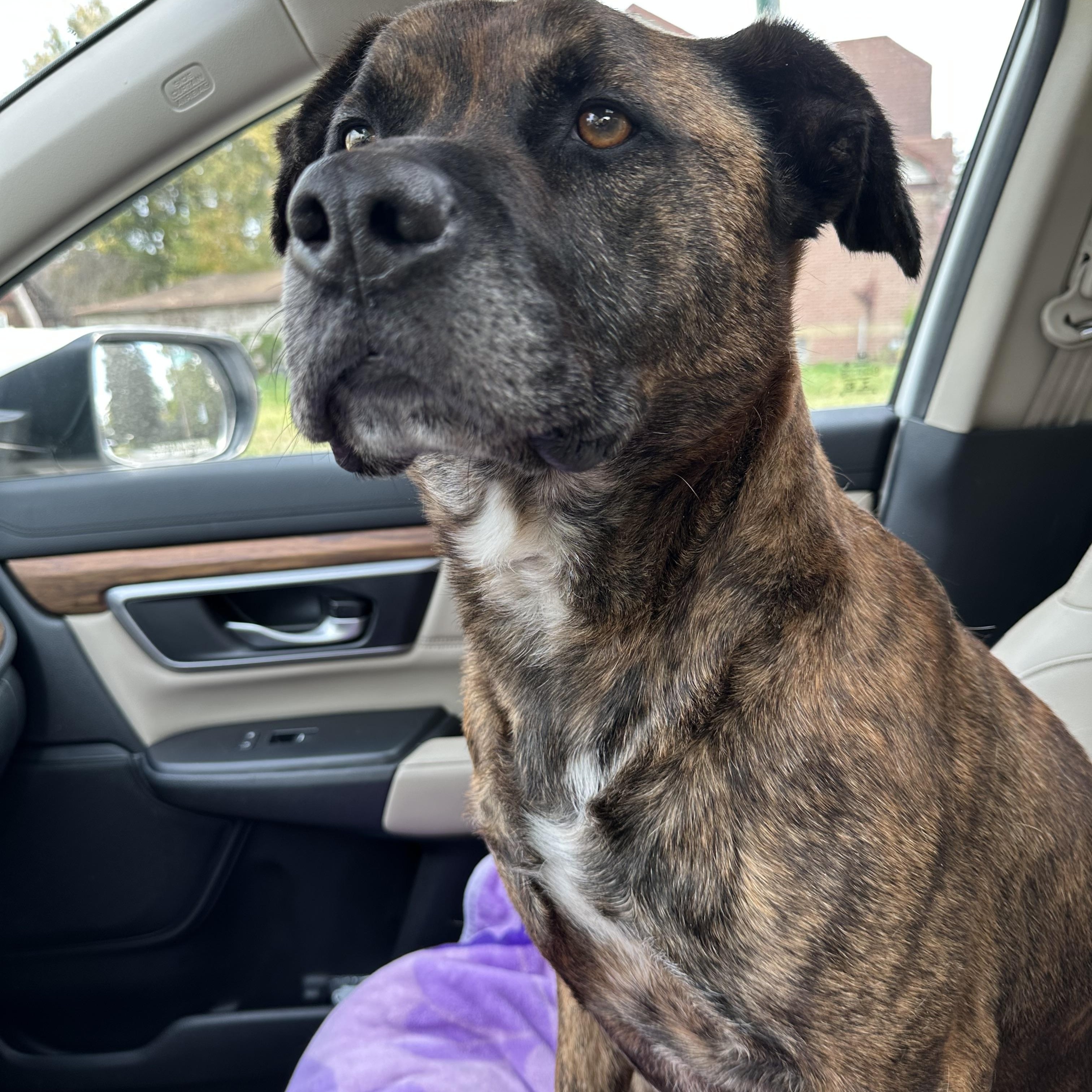 ROMAN- Needs a foster/forever home!, an adoptable Labrador Retriever, Terrier in Birmingham, MI, 48012 | Photo Image 5