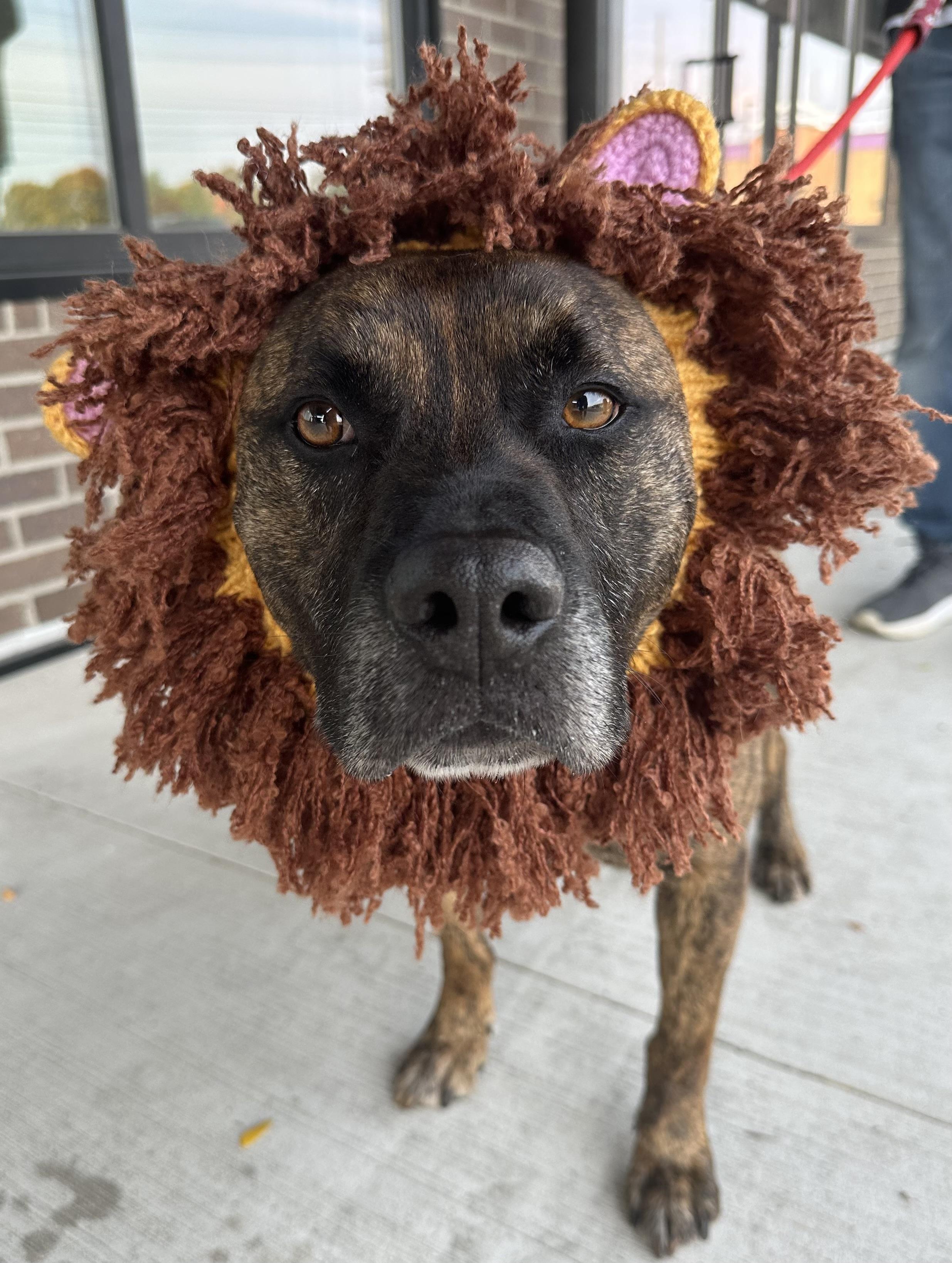 ROMAN- Needs a foster/forever home!, an adoptable Labrador Retriever, Terrier in Birmingham, MI, 48012 | Photo Image 4
