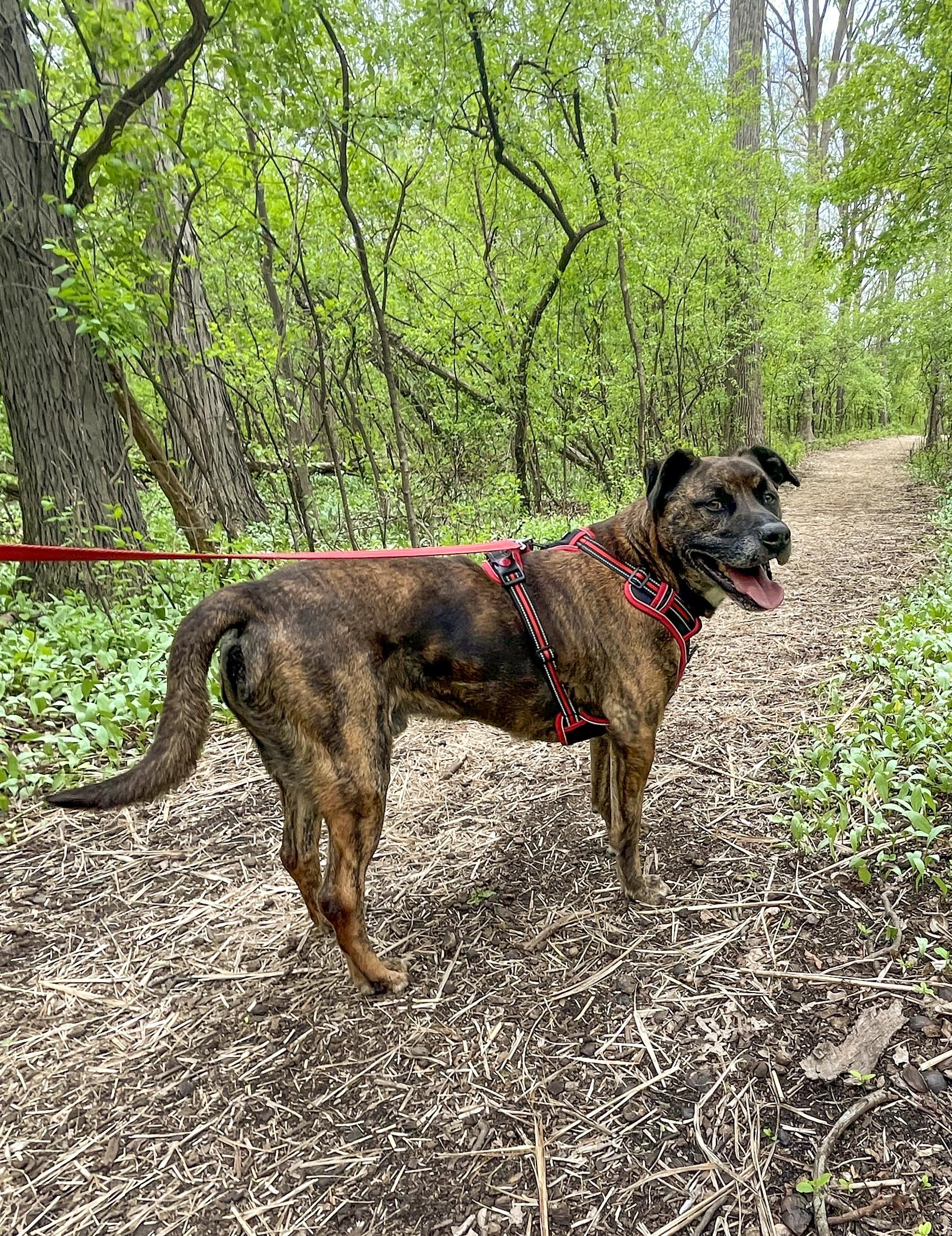 Enlarge ROMAN- Needs a foster/forever home!, a Adoptable mixed breed in Birmingham, MI image 2/6