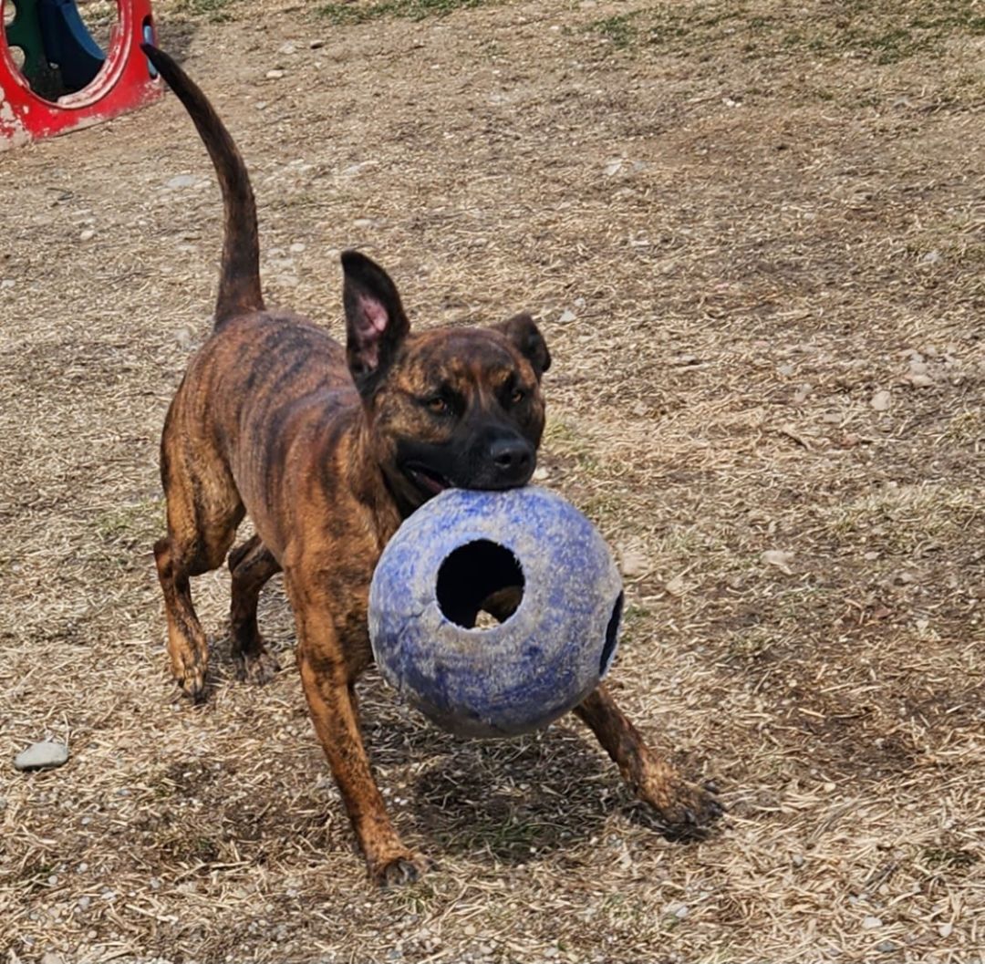 ROMAN- Needs a foster/forever home! — thumbnail 4