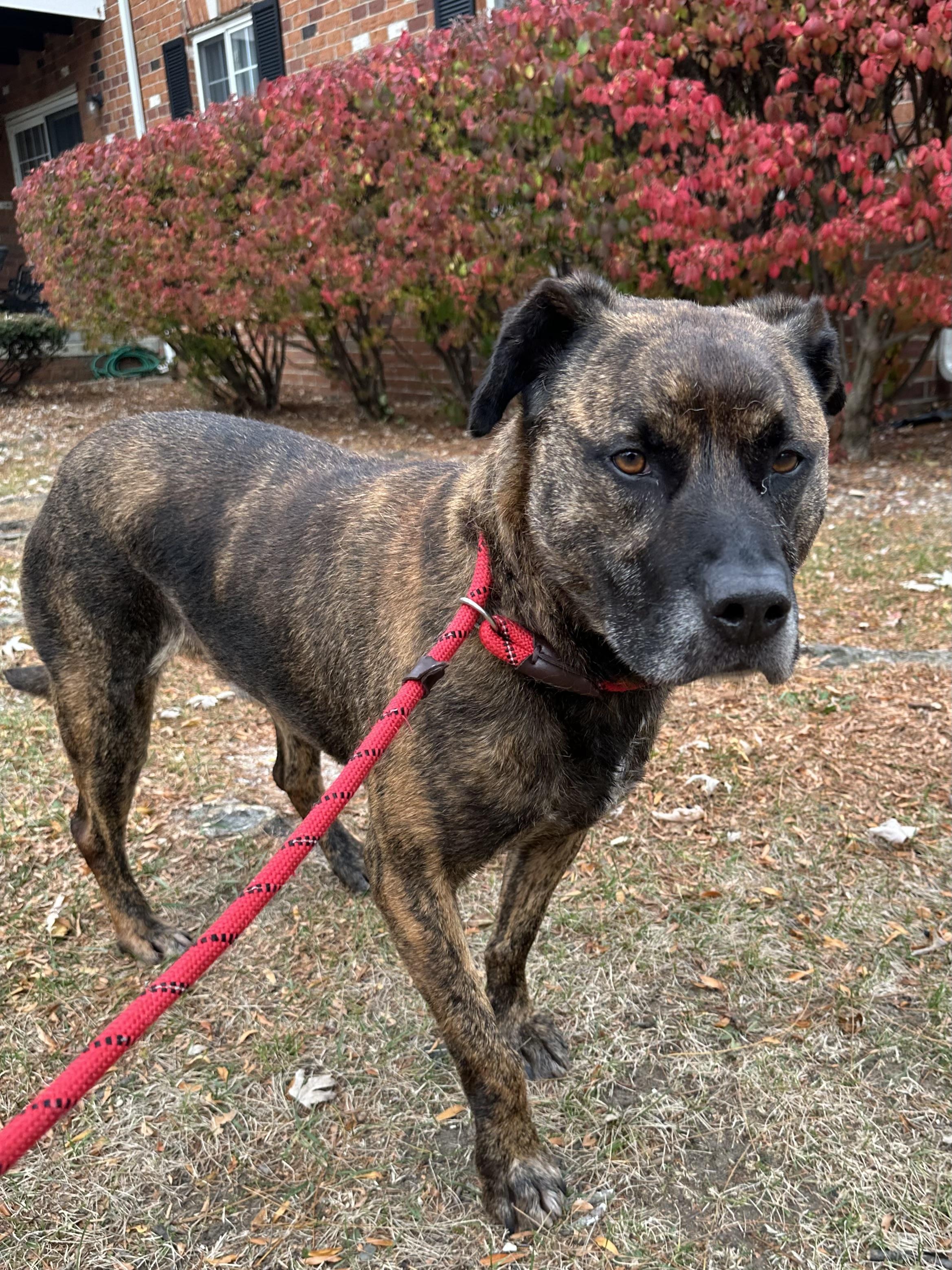 ROMAN- Needs a foster/forever home!, an adoptable Labrador Retriever, Terrier in Birmingham, MI, 48012 | Photo Image 4