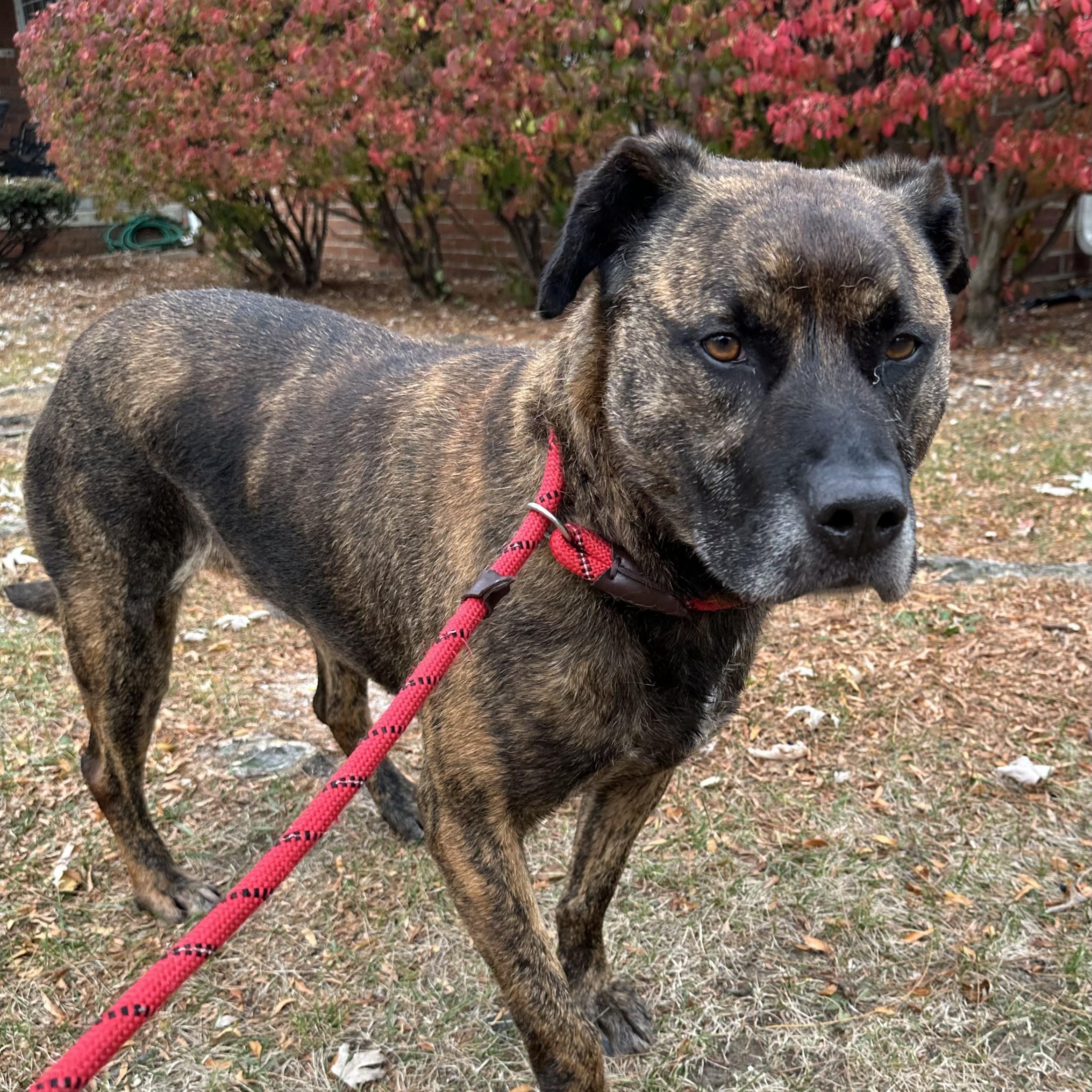 ROMAN- Needs a foster/forever home!, a Adoptable mixed breed in Birmingham, MI image 2/6