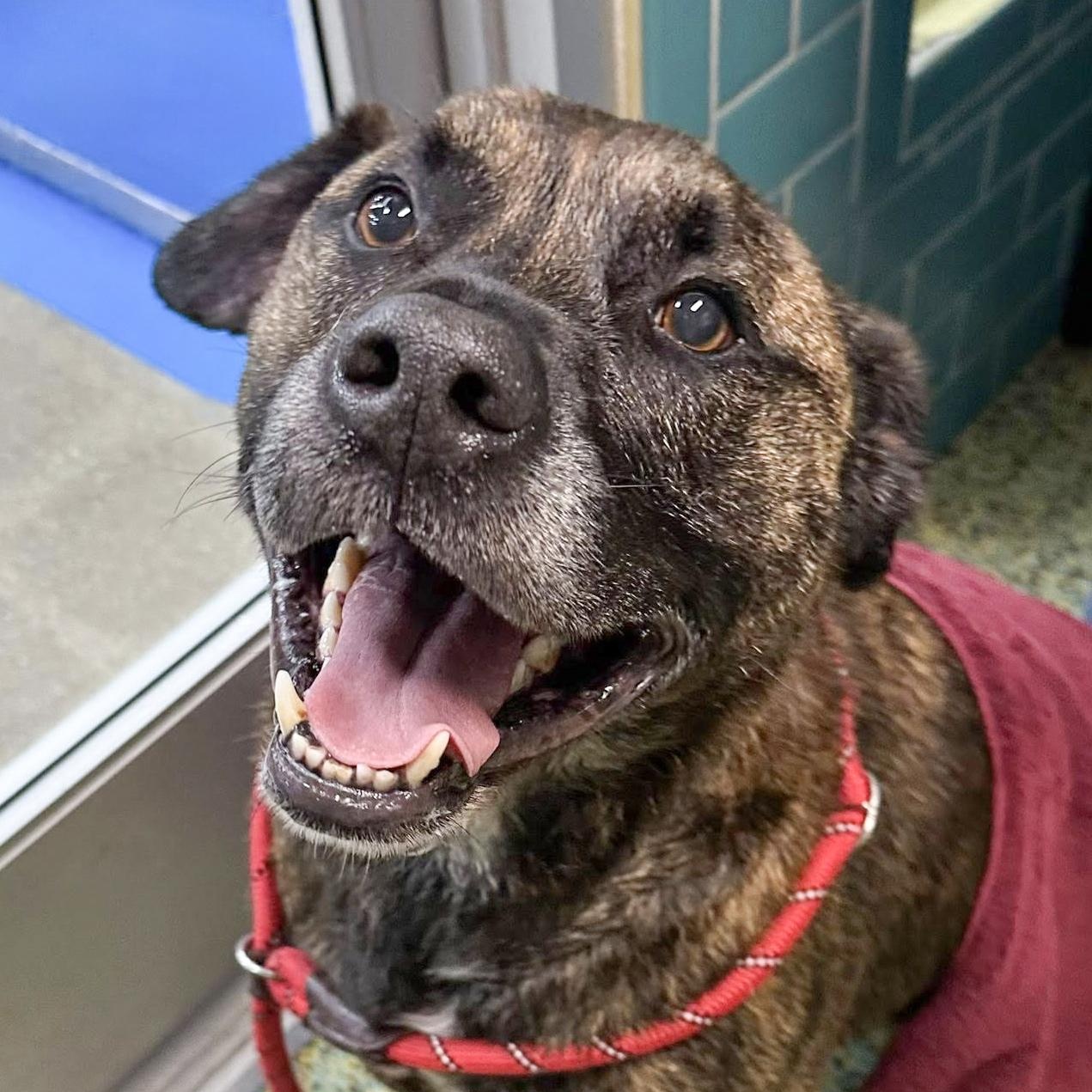 ROMAN- Needs a foster/forever home!, Adoptable, Adult Male Labrador Retriever & Terrier.
