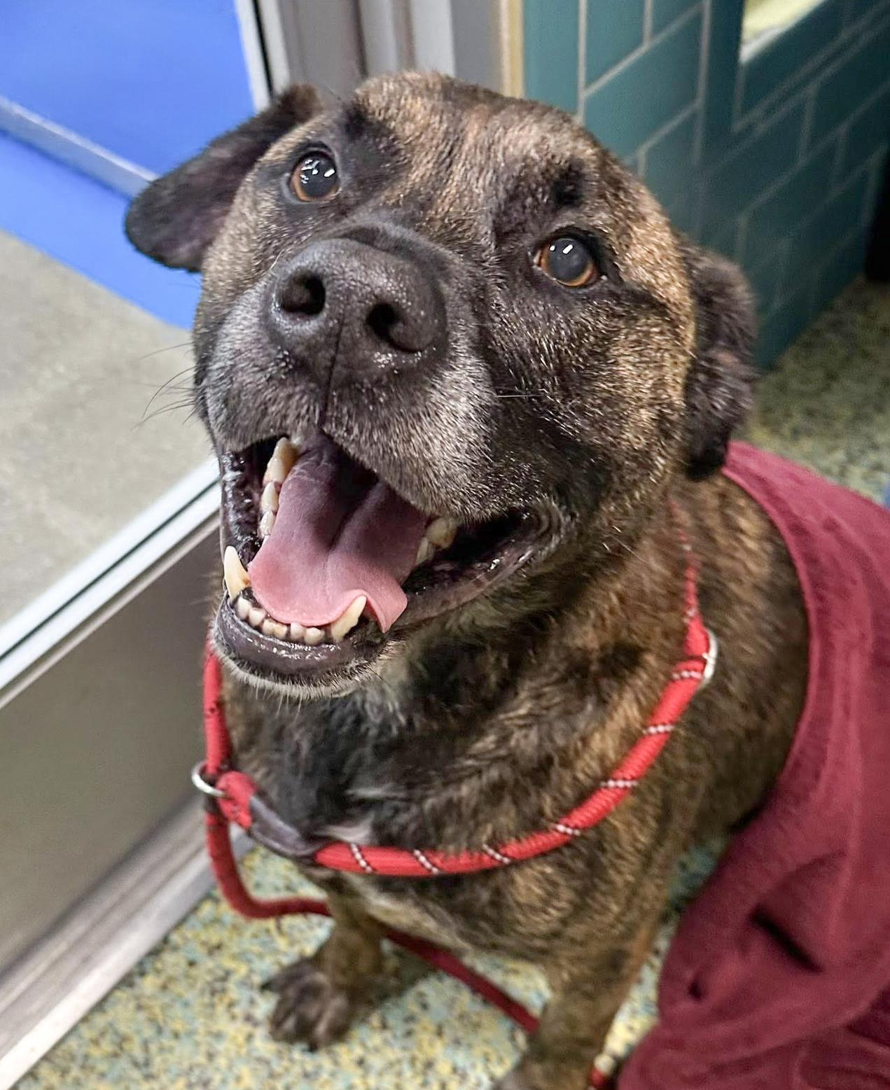 ROMAN- Needs a foster/forever home!, an adoptable Labrador Retriever, Terrier in Birmingham, MI, 48012 | Photo Image 1