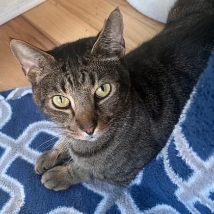 Enlarge Sylvester, a Adoptable mixed breed in Atlanta, GA image 1/3