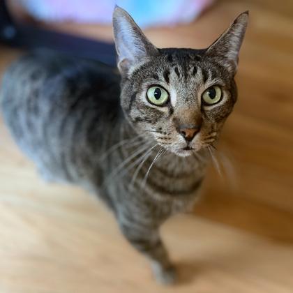 Enlarge Sylvester, a Adoptable mixed breed in Atlanta, GA image 2/3