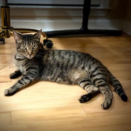 Enlarge Sylvester, a Adoptable mixed breed in Atlanta, GA image 3/3