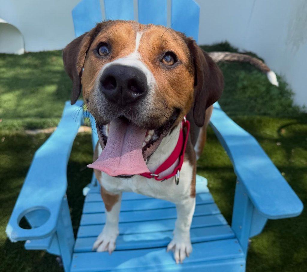 Angus, Adoptable, Young Male Hound.