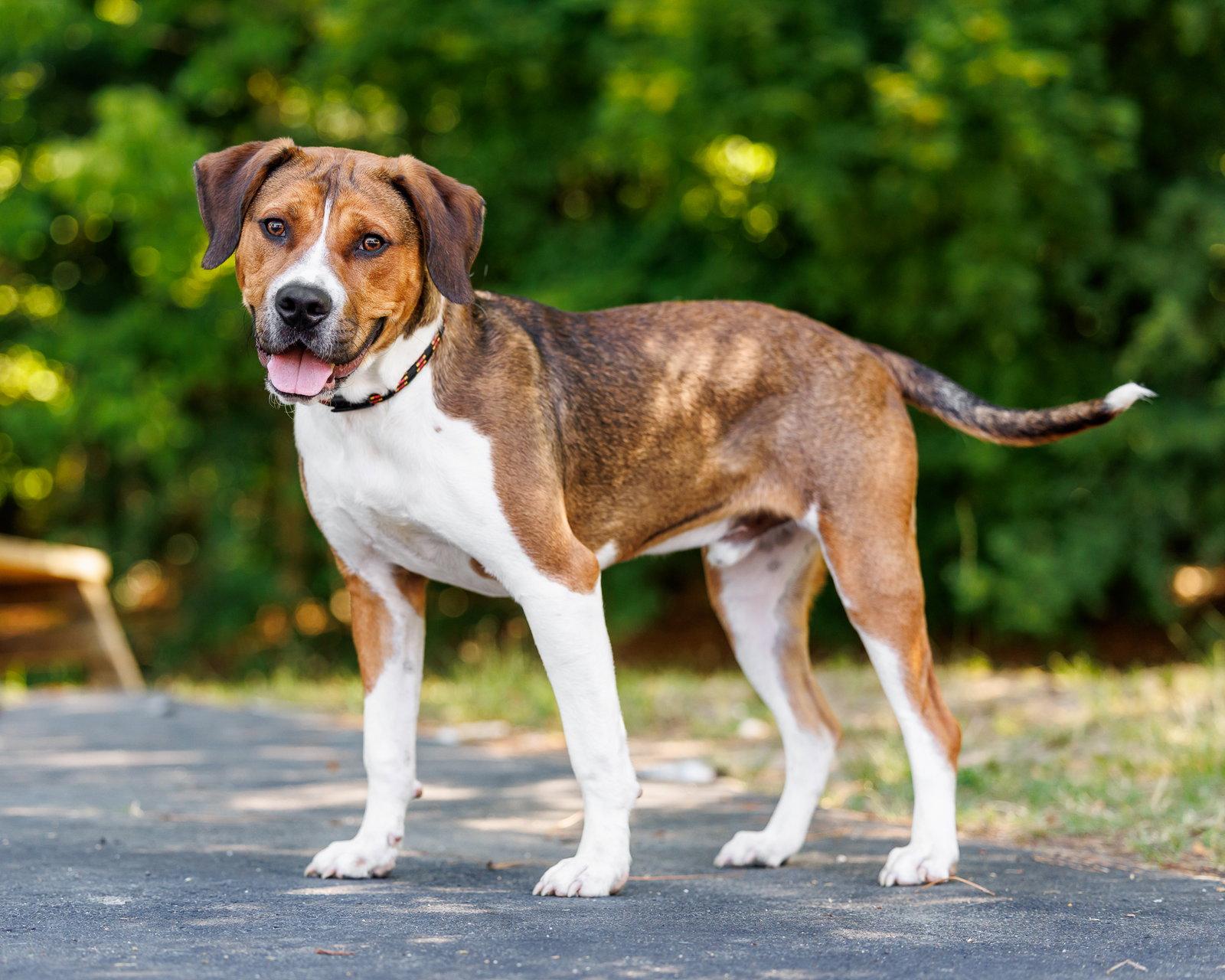 Angus, a Adoptable Hound in Durham, NC image 2/3