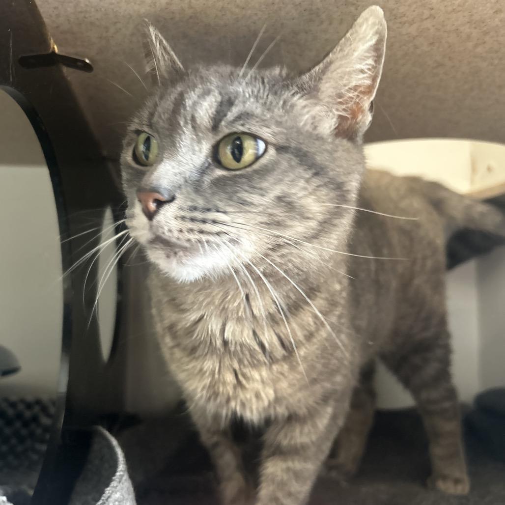 Lilac, Adoptable, Adult Female Domestic Short Hair.