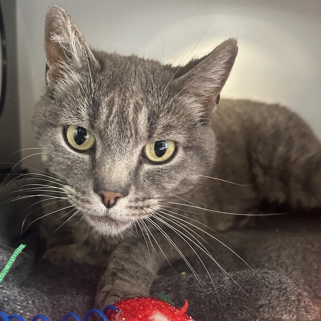 Lilac, a Adoptable Domestic Short Hair in Park City, UT image 2/3