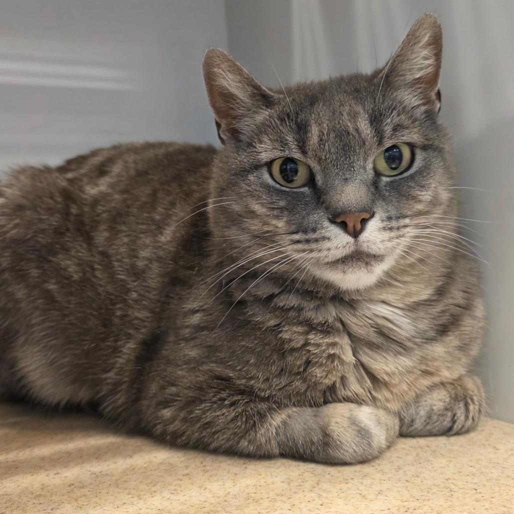 Lilac, a Adoptable Domestic Short Hair in Park City, UT image 3/4