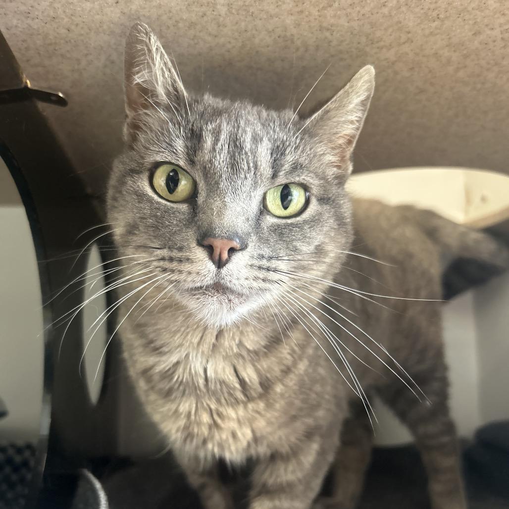Lilac, a Adoptable Domestic Short Hair in Park City, UT image 3/3