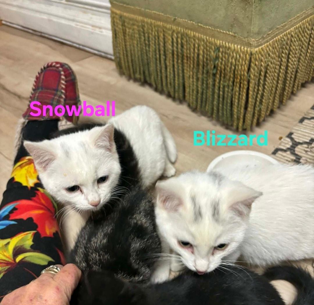Blizzard & Snowball, a Adoptable Domestic Short Hair in Bristol, QC image 2/5