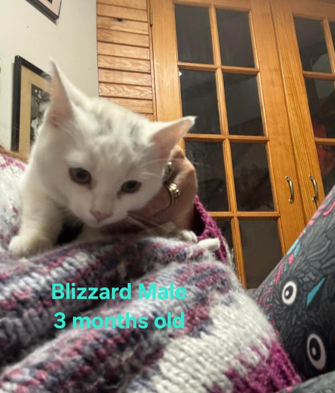 Blizzard & Snowball, a Adoptable Domestic Short Hair in Bristol, QC image 3/5