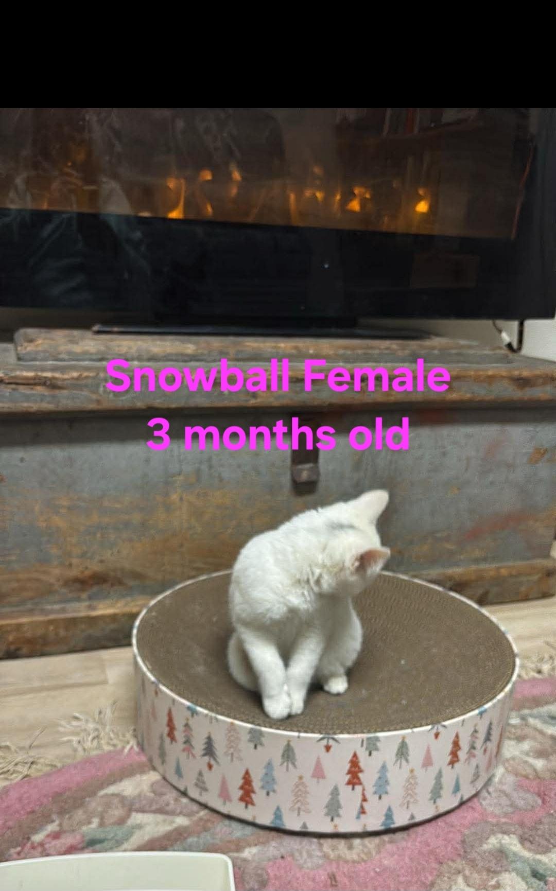 Blizzard & Snowball, a Adoptable Domestic Short Hair in Bristol, QC image 4/5