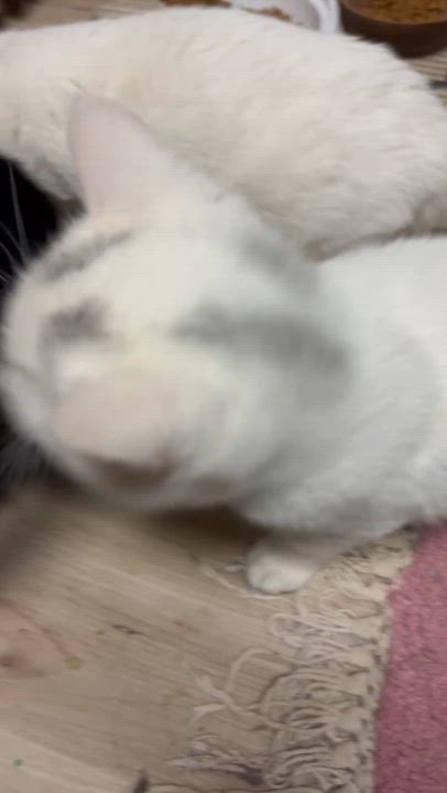 Enlarge Blizzard & Snowball, a Adoptable Domestic Short Hair in Bristol, QC video 5/5