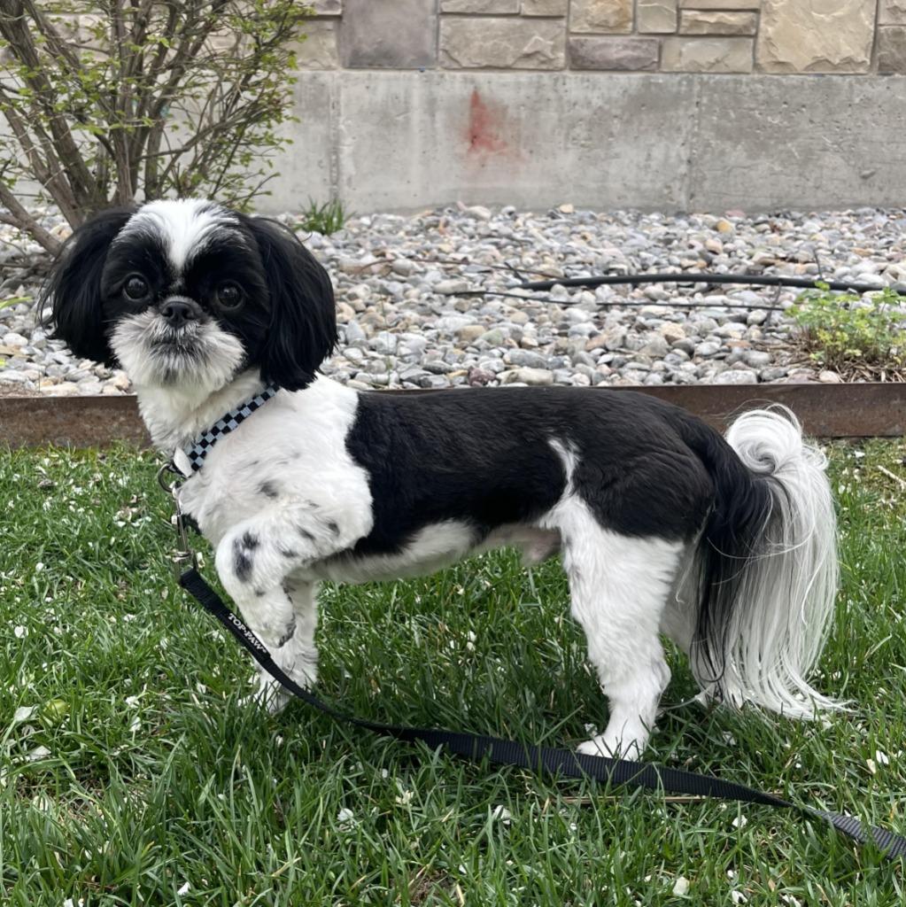 Enlarge Sunny, a Adoptable Shih Tzu in Logan, UT image 1/2