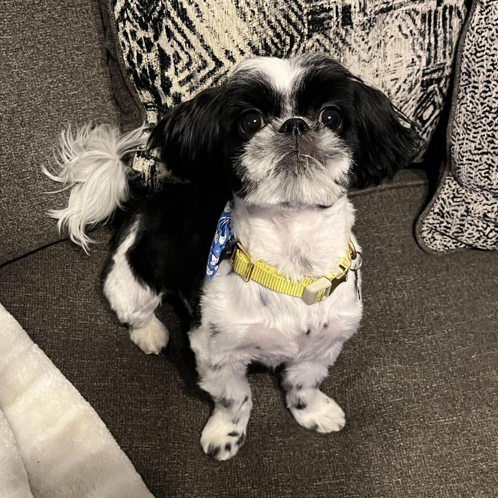 Enlarge Sunny, a Adoptable Shih Tzu in Logan, UT image 2/2