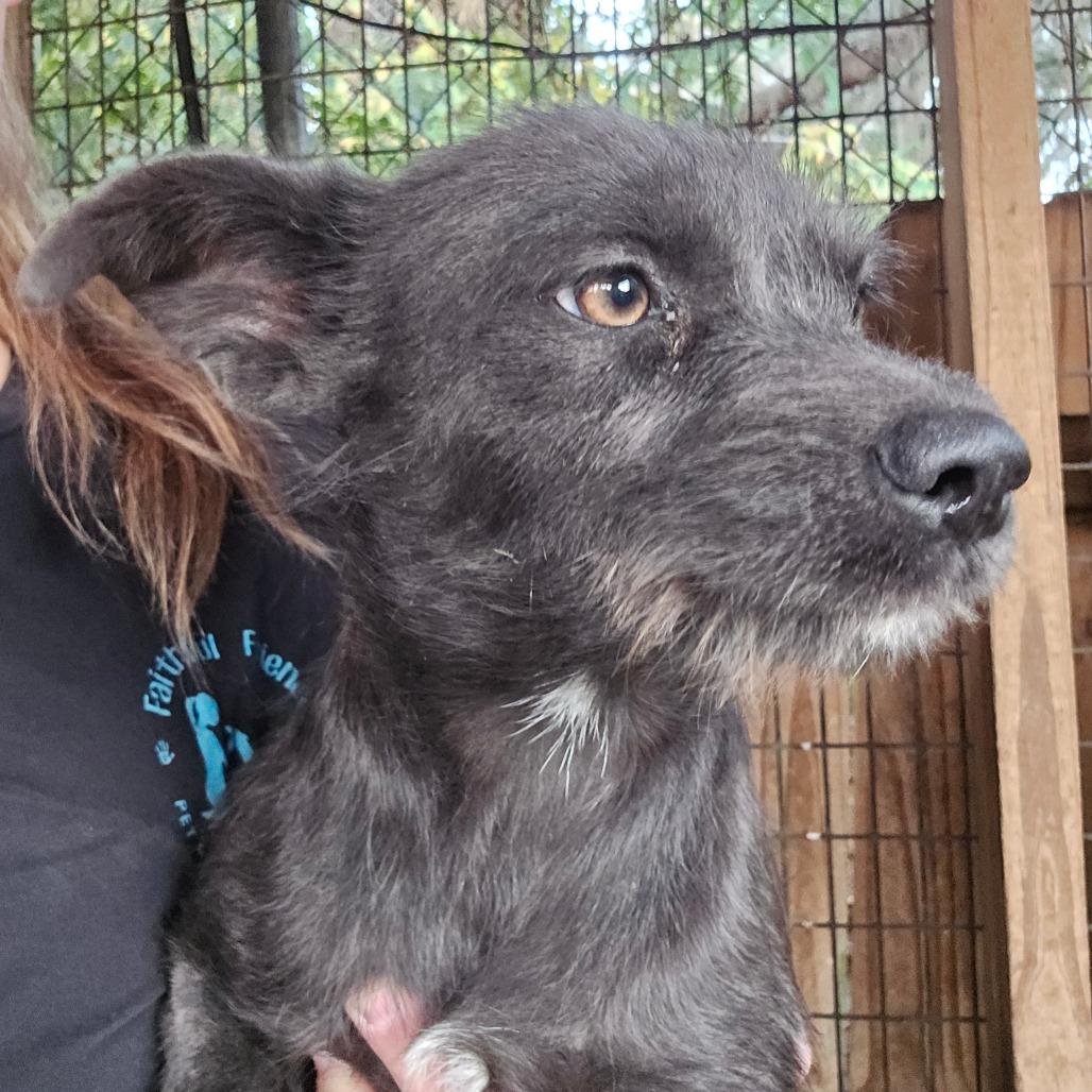 Elizabeth Bennet, a Adoptable mixed breed in Williston, FL image 1/2