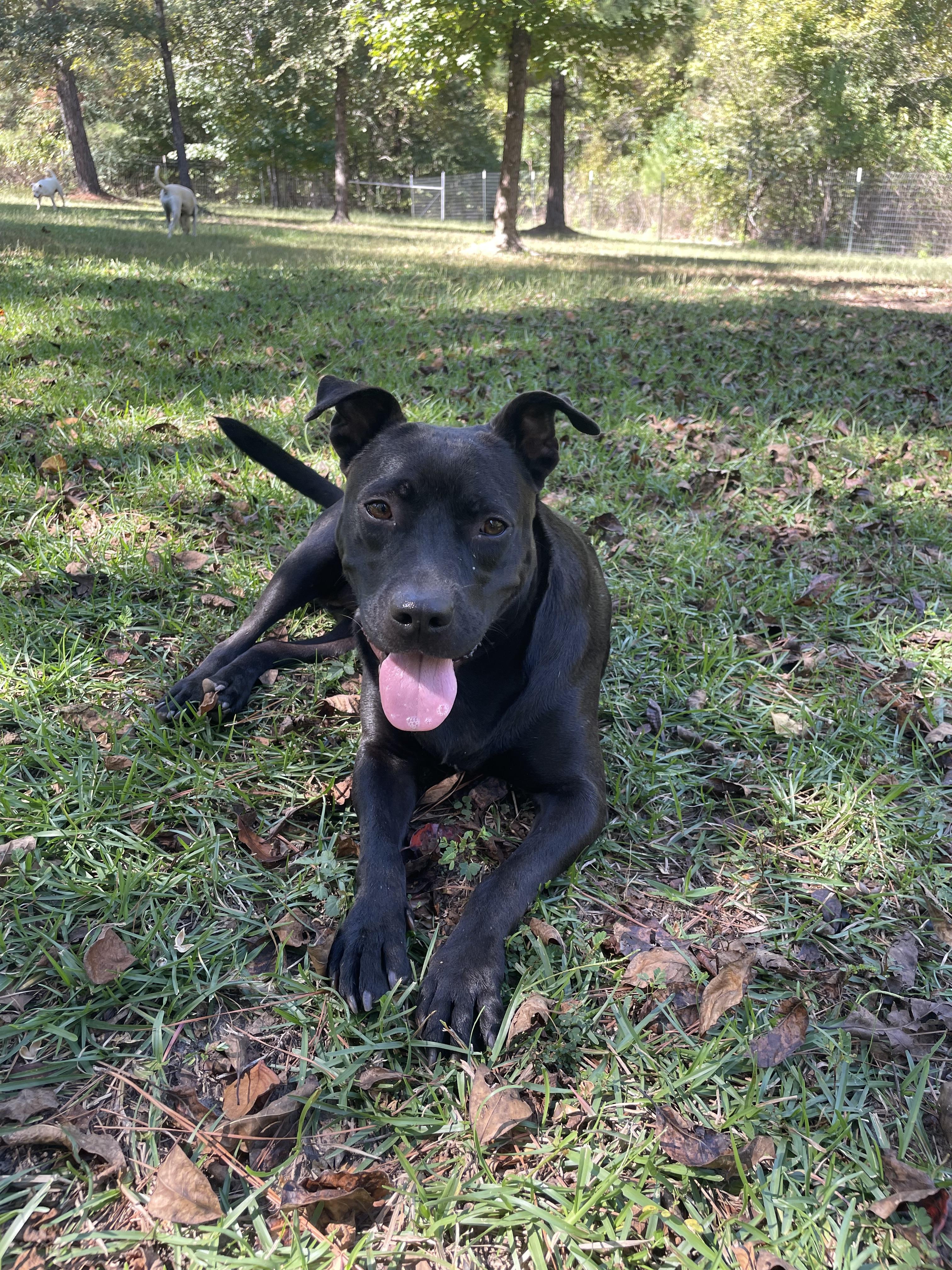 Emory, an adoptable Terrier in Ruston, LA, 71270 | Photo Image 1