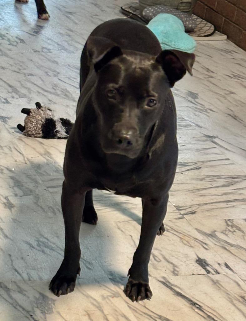 Emory, Adoptable, Adult Female Terrier.