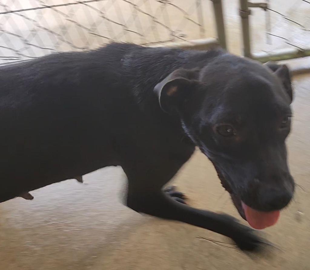 Emory, a Adoptable Terrier in Ruston, LA image 2/3