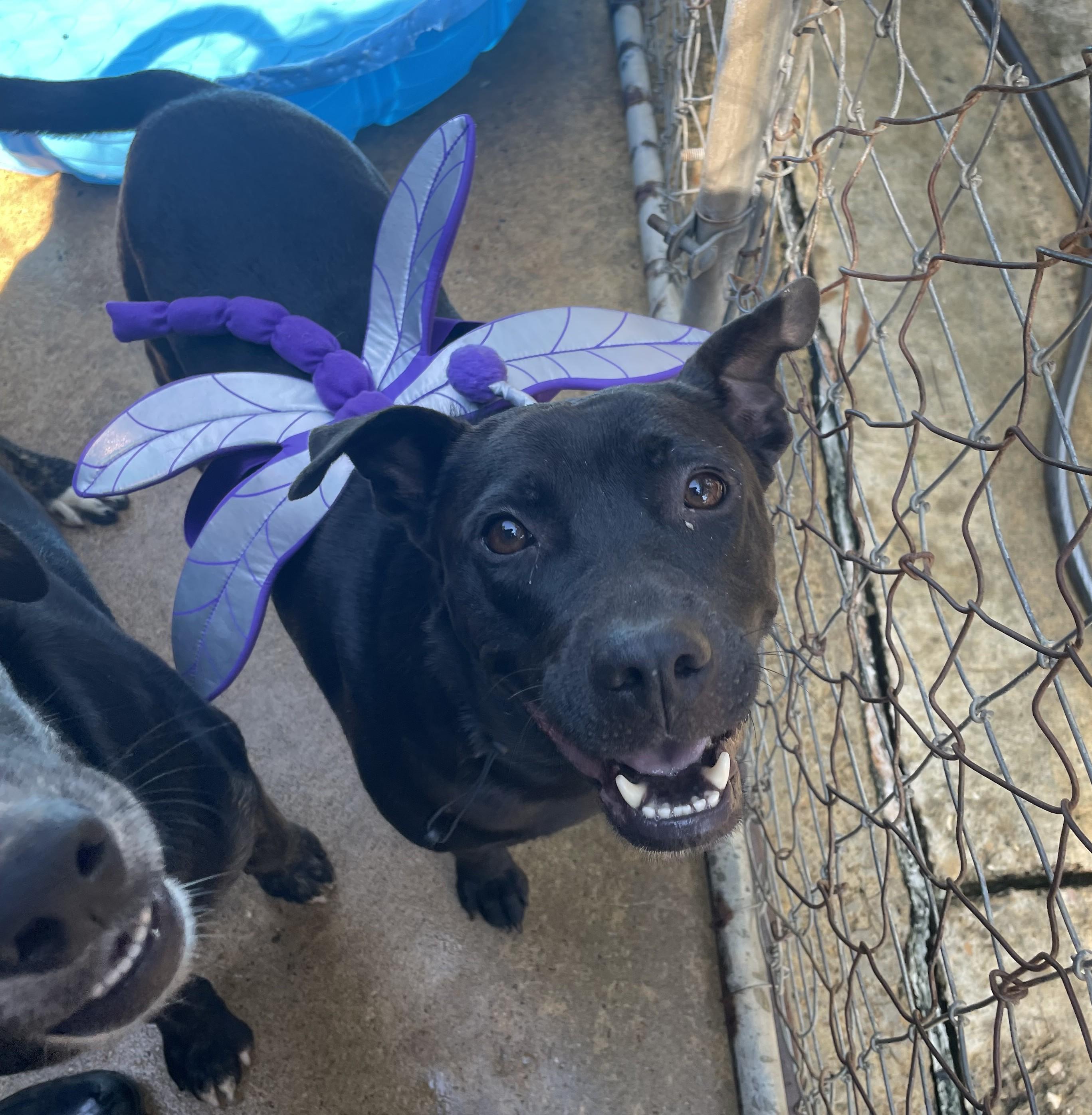 Emory, an adoptable Terrier in Ruston, LA, 71270 | Photo Image 2
