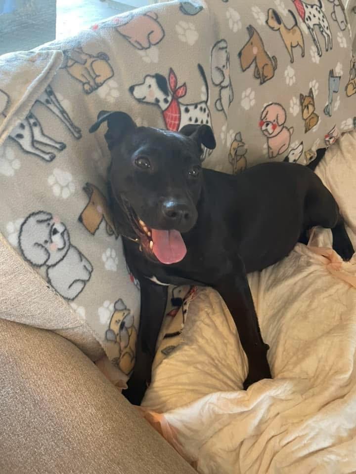 Emory, a Adoptable Terrier in Ruston, LA image 3/3