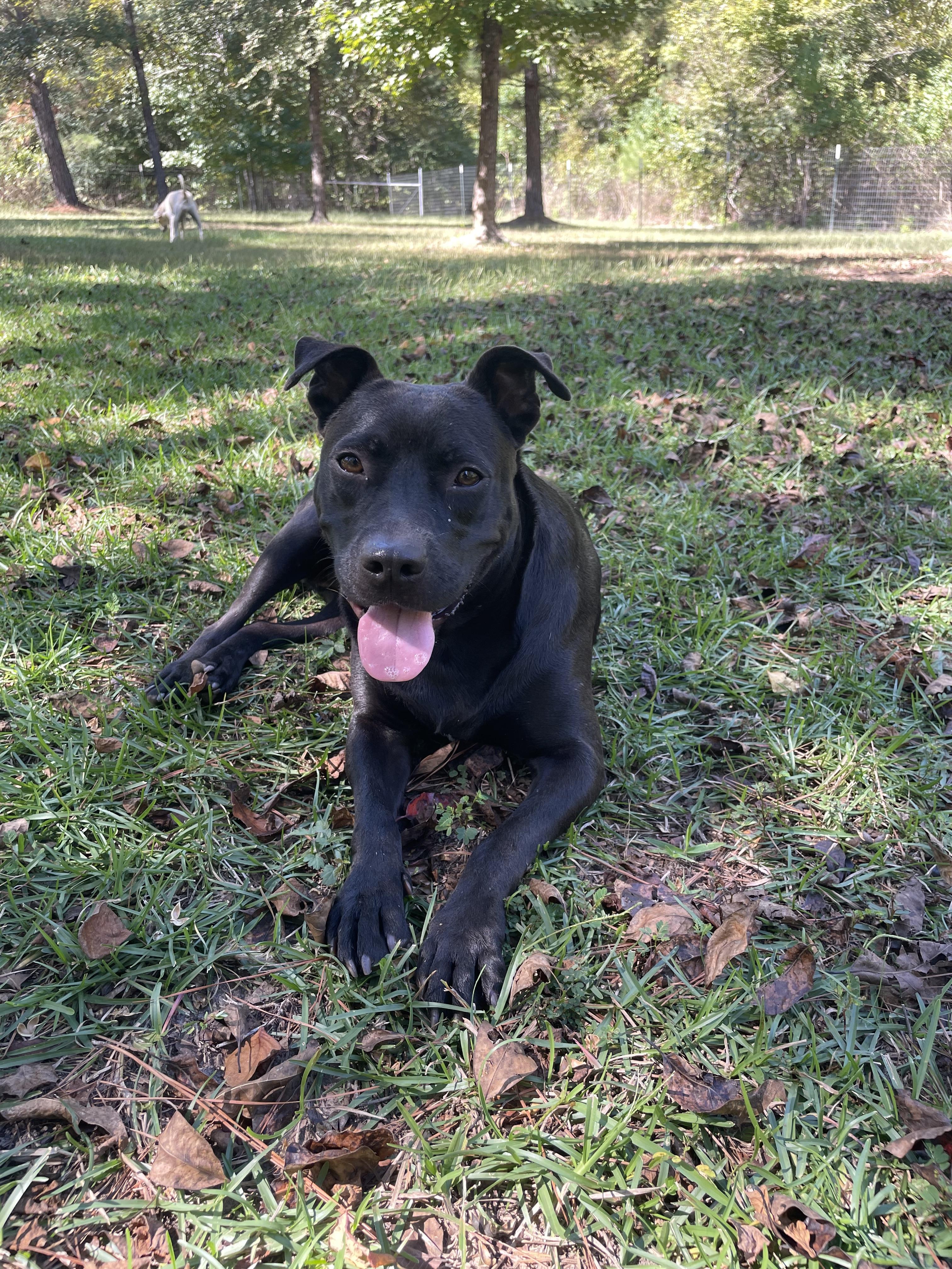 Emory, an adoptable Terrier in Ruston, LA, 71270 | Photo Image 4