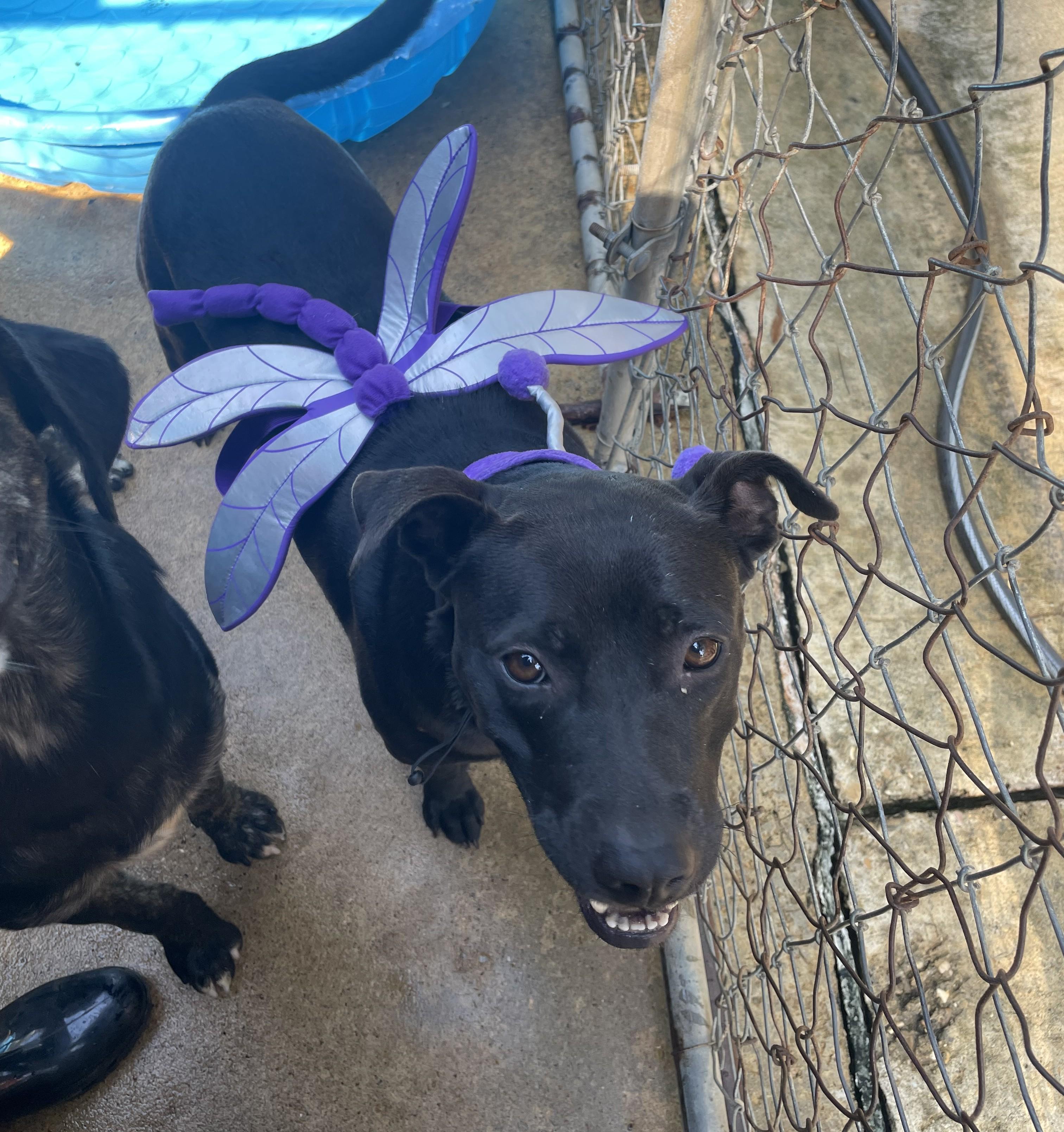 Emory, an adoptable Terrier in Ruston, LA, 71270 | Photo Image 3