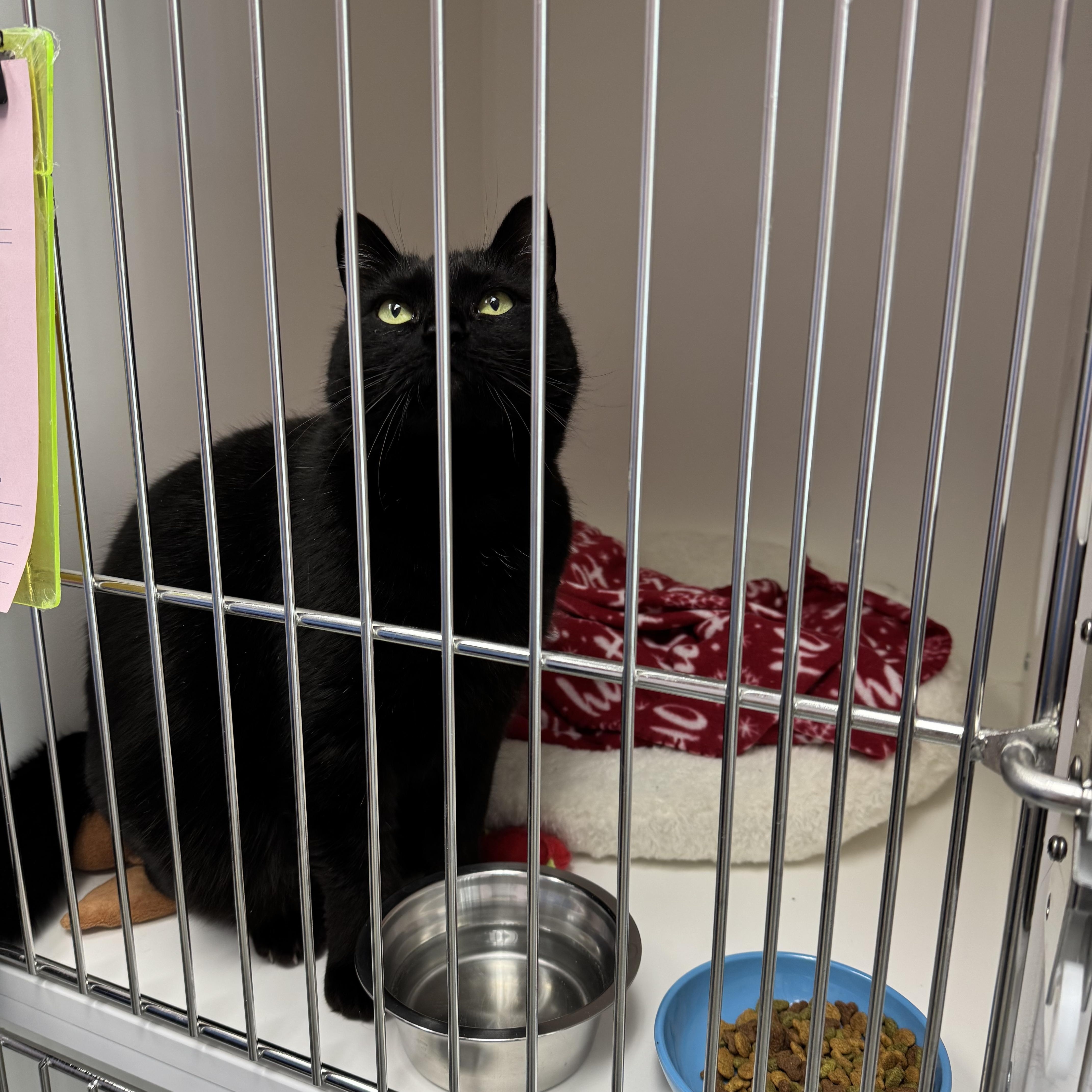 Phoebe, a Adoptable mixed breed in Terryville, CT image 6/6