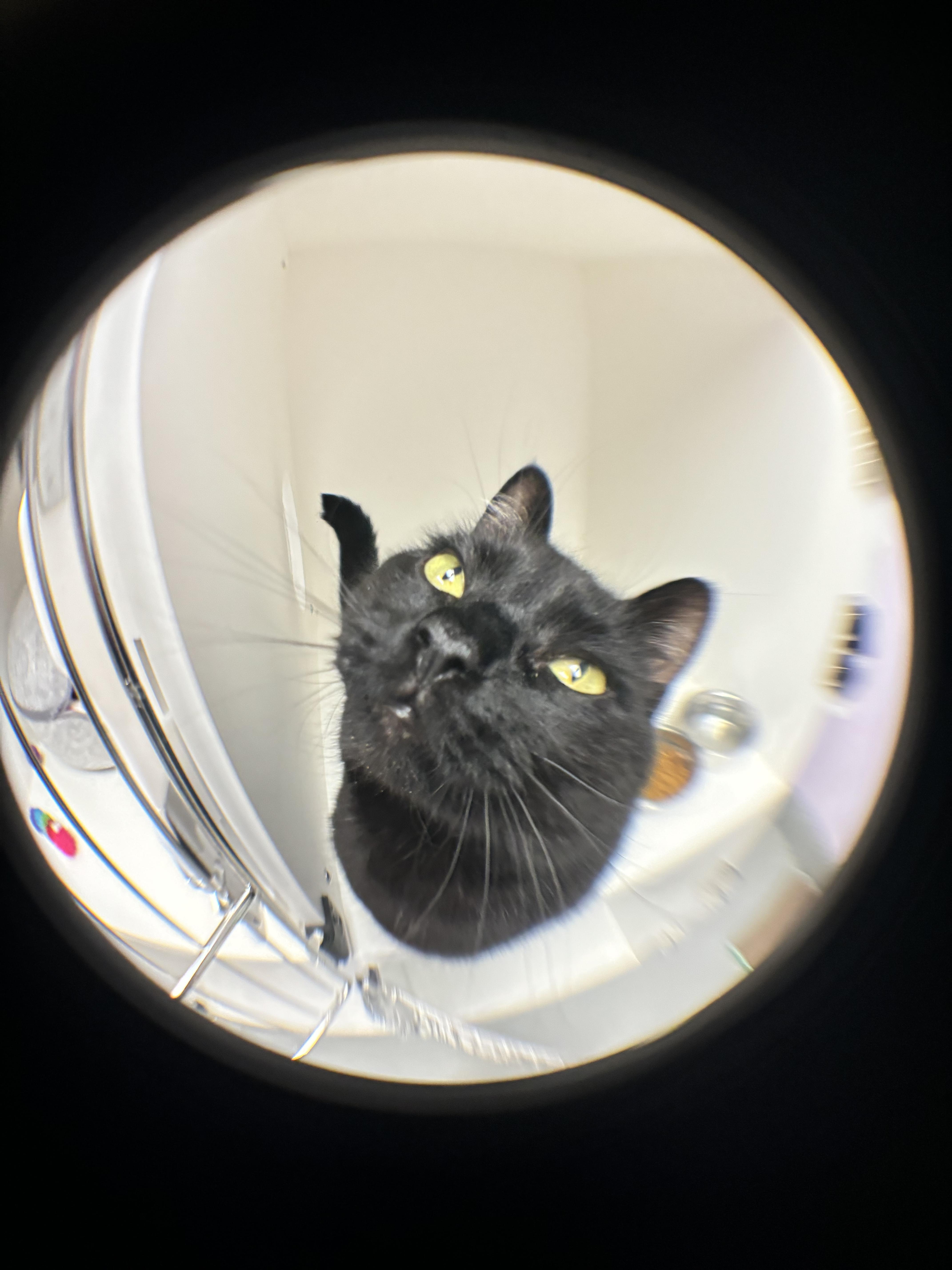 Phoebe, a Adoptable mixed breed in Terryville, CT image 1/6