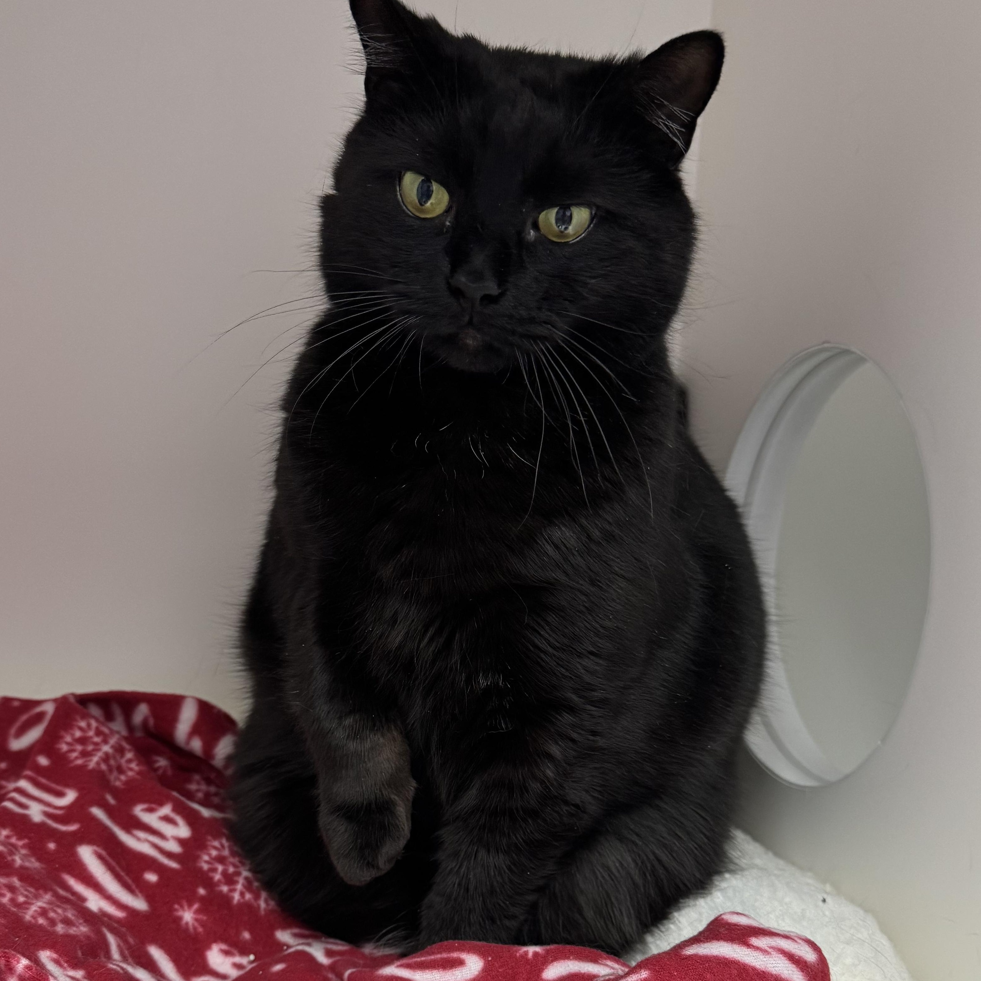Phoebe, Adoptable, Adult Female Domestic Short Hair.