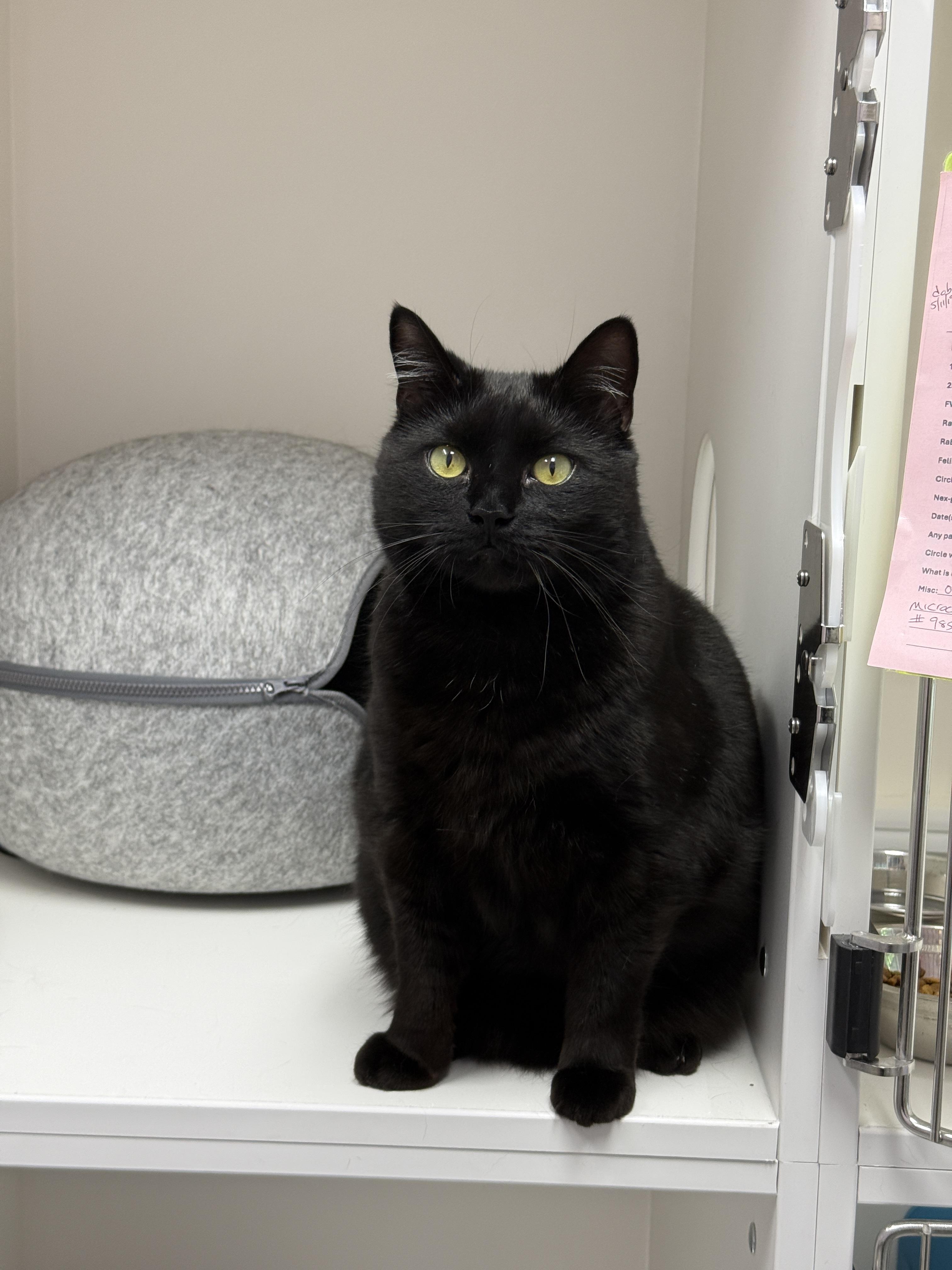 Phoebe, a Adoptable mixed breed in Terryville, CT image 3/6