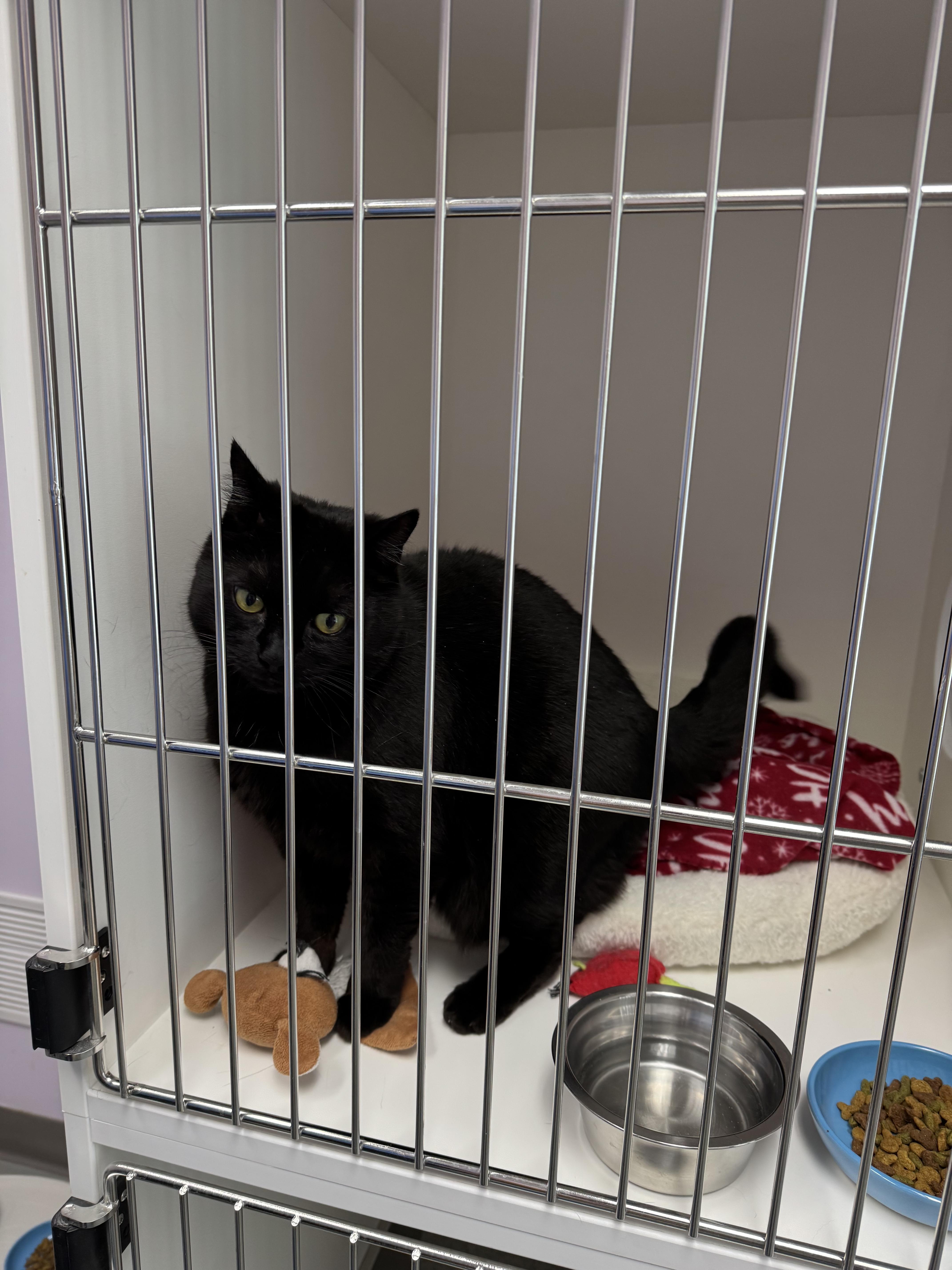 Phoebe, a Adoptable mixed breed in Terryville, CT image 4/6