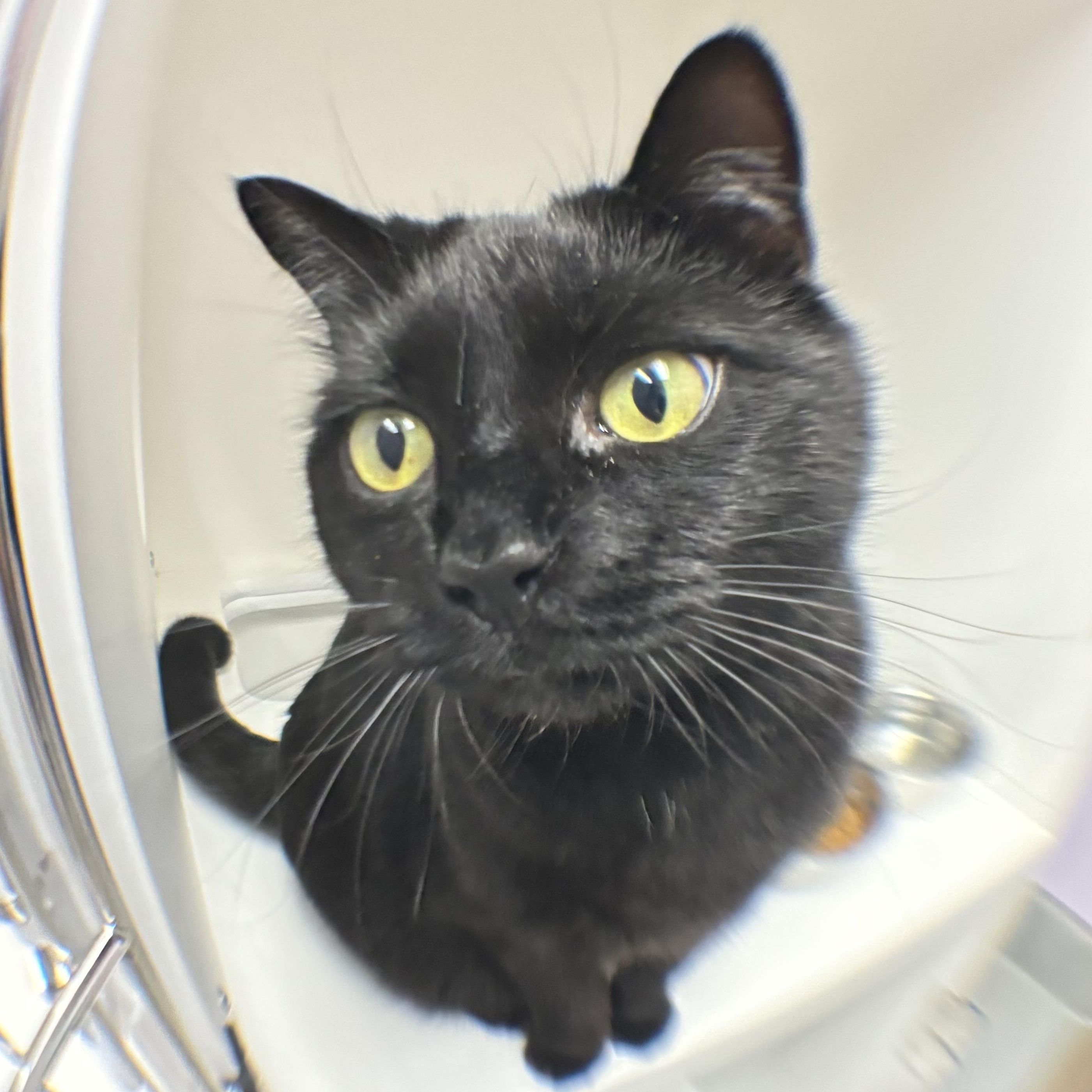 Phoebe, a Adoptable mixed breed in Terryville, CT image 5/6