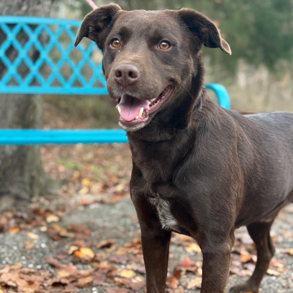 Winkler, Adoptable, Adult Male Chocolate Labrador Retriever.