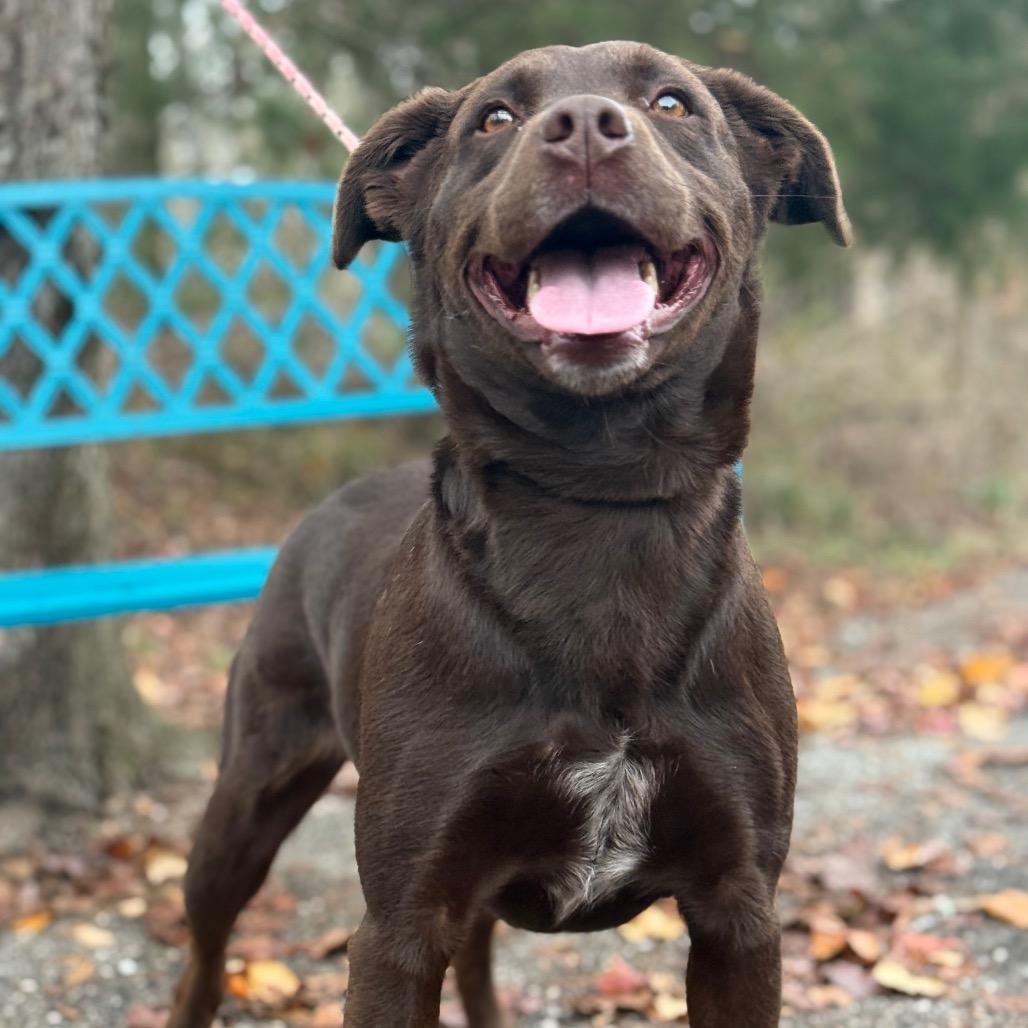 Winkler, a Adoptable Chocolate Labrador Retriever in Monroeville, AL image 2/6