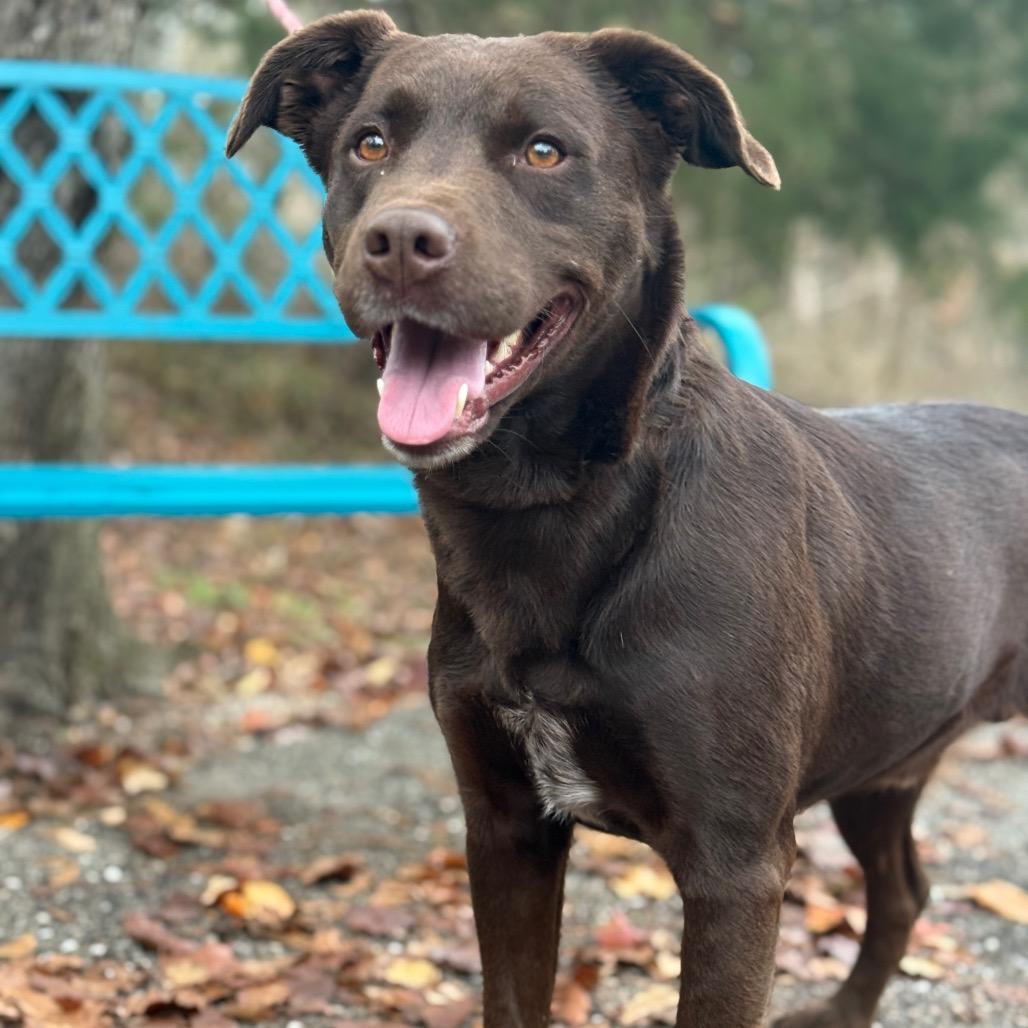 Winkler, a Adoptable Chocolate Labrador Retriever in Monroeville, AL image 4/6